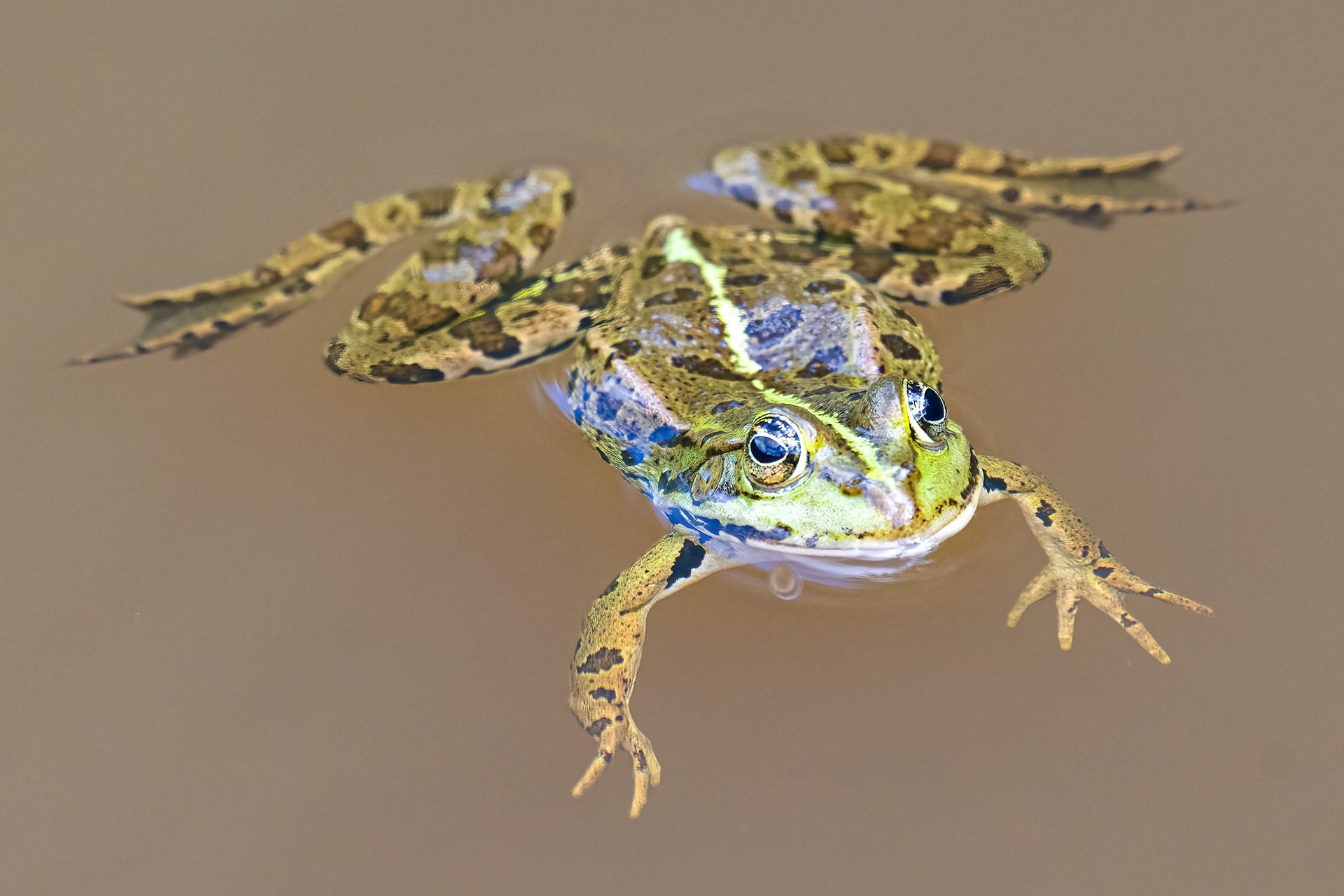 Skokan zelený ? (Pelophylax esculentus), Pískovna Cep, 07/2024