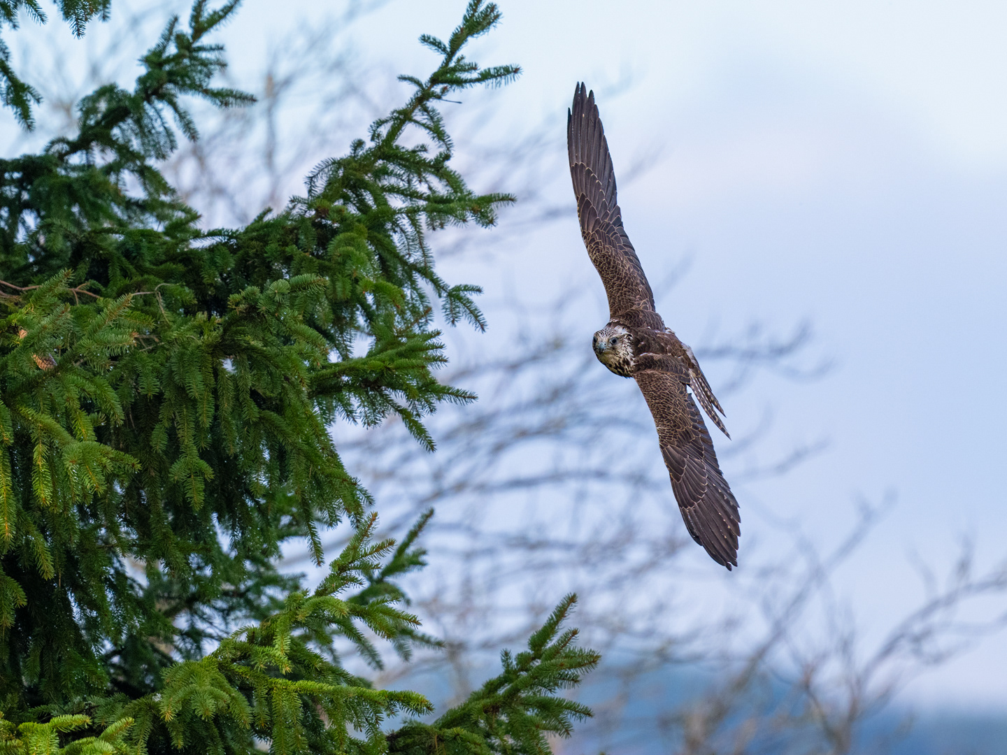 Raroh velký (Falco cherrug), Vysočina, 02/2024