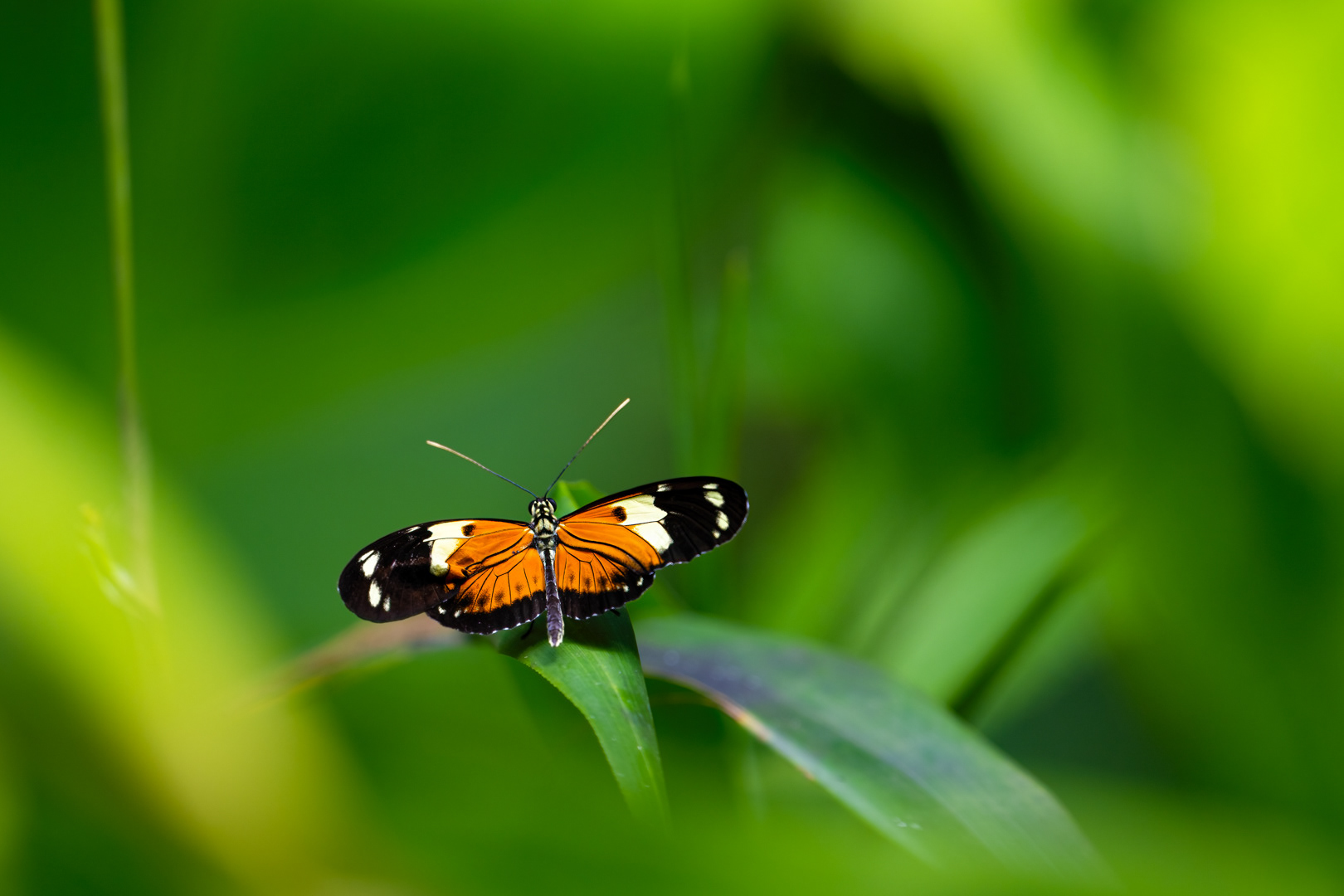 Heliconius melpomene (Postman butterfly), Fata Morgana, Praha, 05/2024