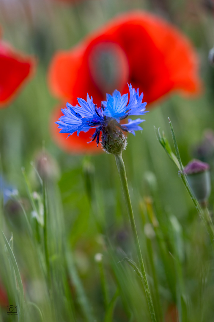 Chrpa modrá (Centaurea cyanus), Pyšely, 06/2026