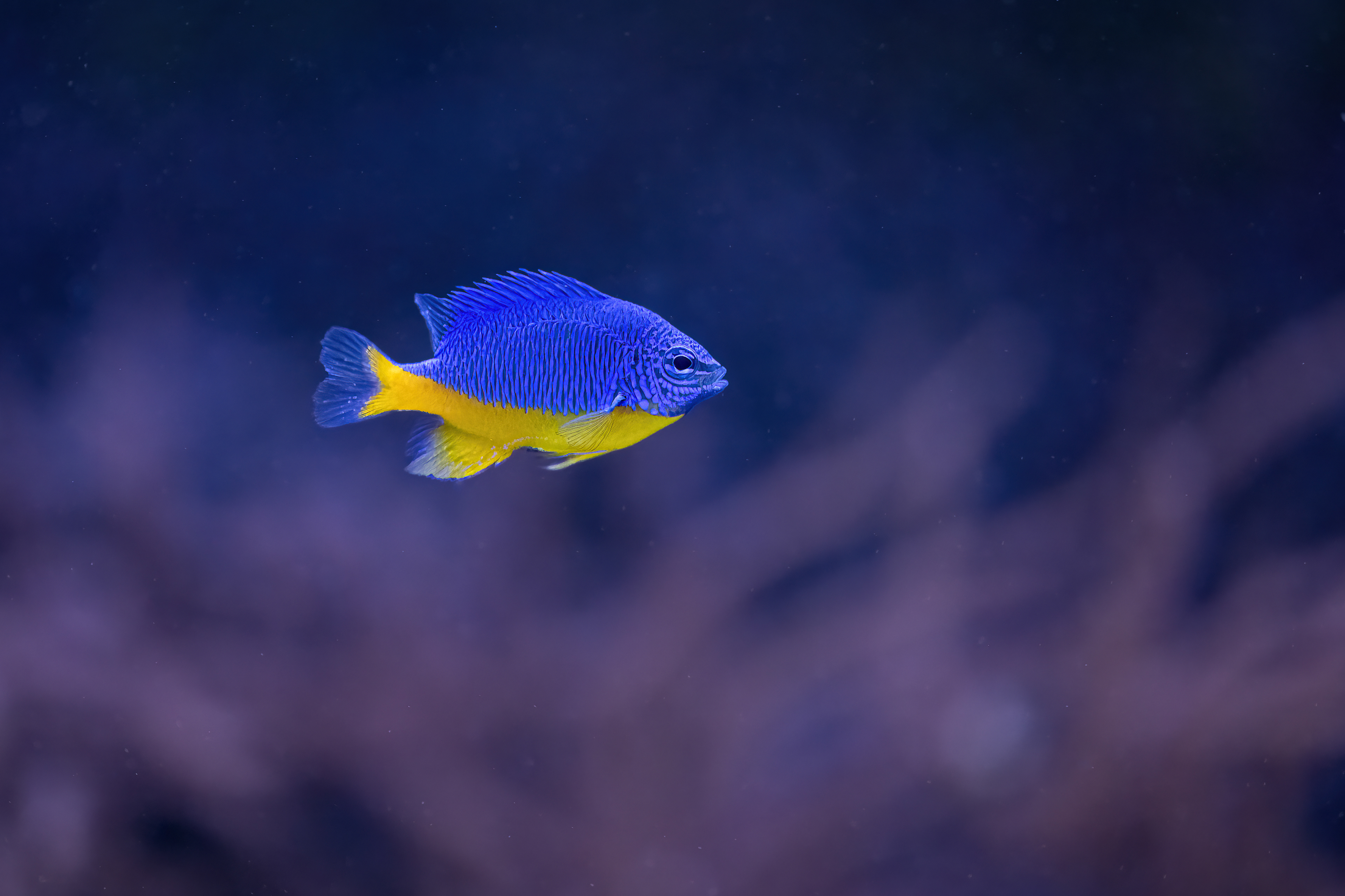 Sapínek žlutomodrý (Chrysiptera hemicyanea)