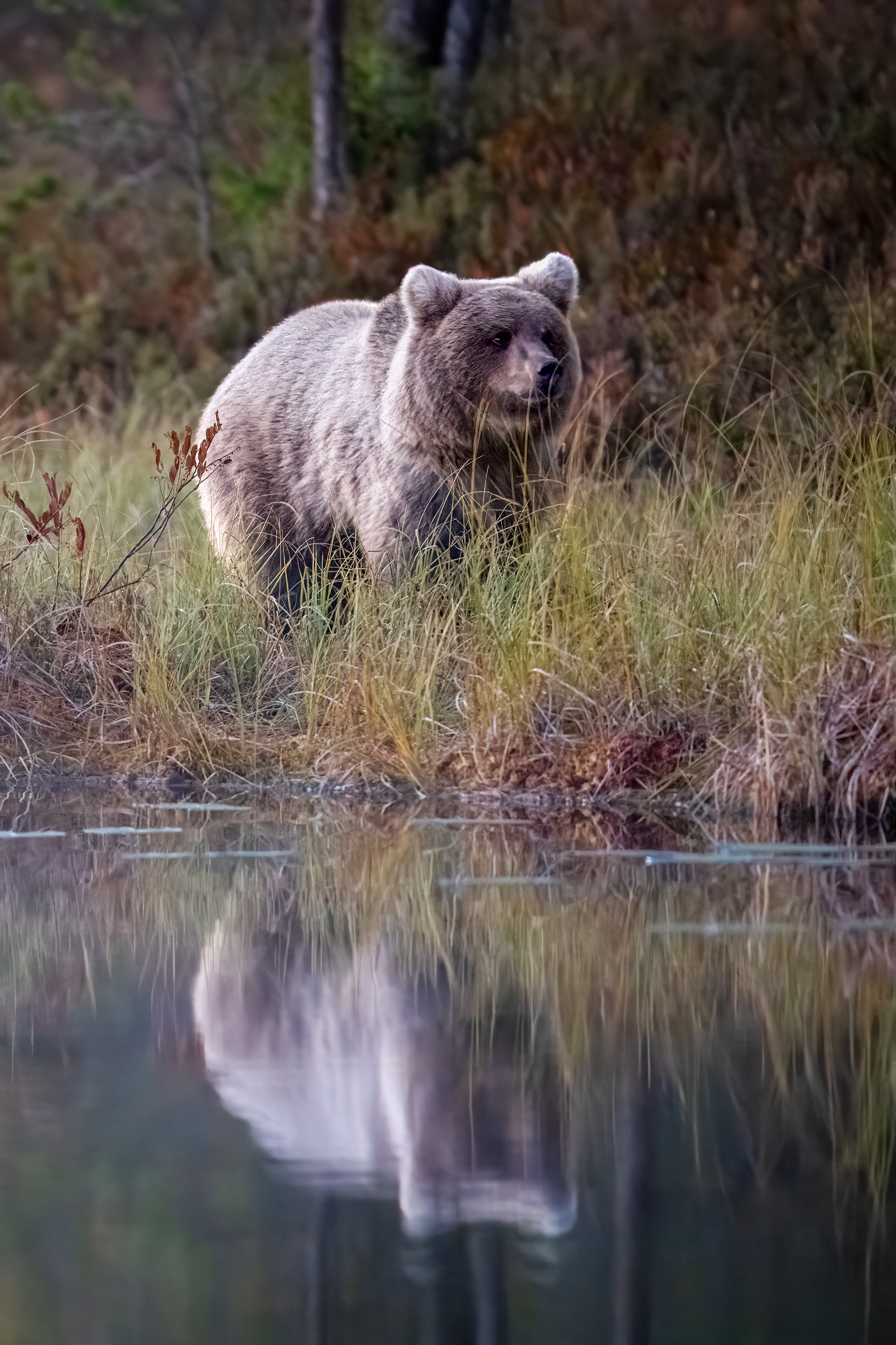 Medvěd hnědý (Ursus arctos), Finsko, 09/2025