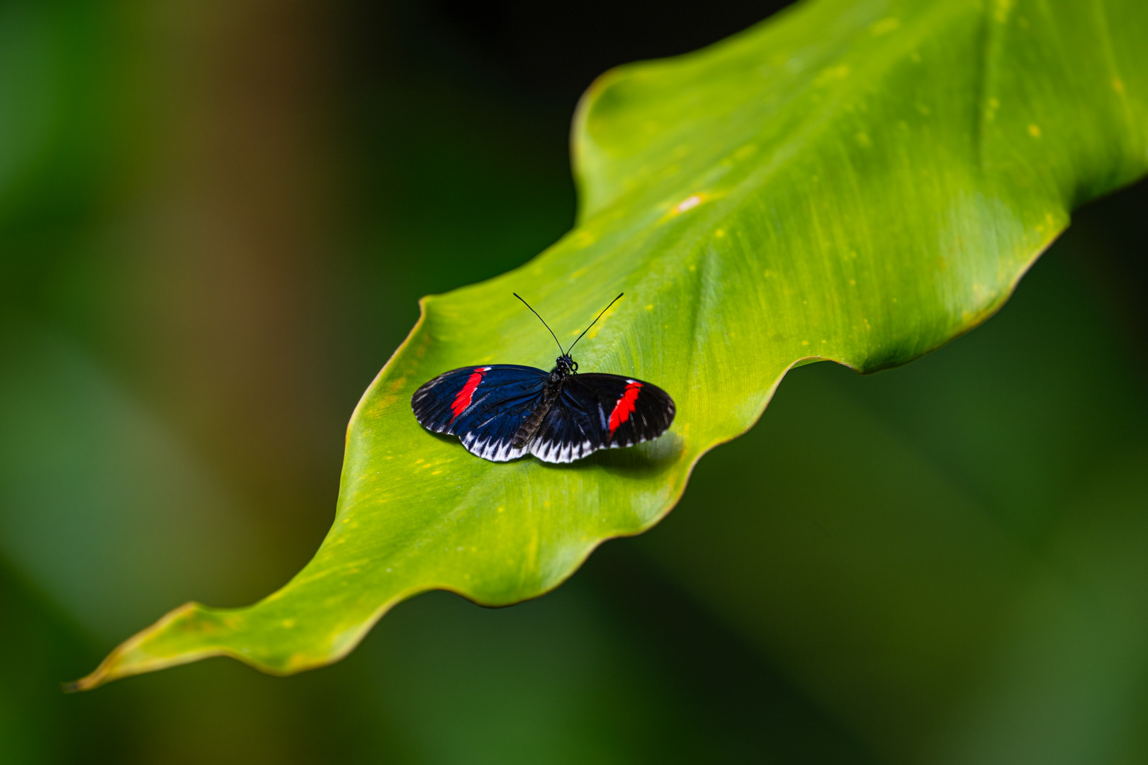Heliconius melpomene (Postman butterfly), Fata Morgana, Praha, 05/2024