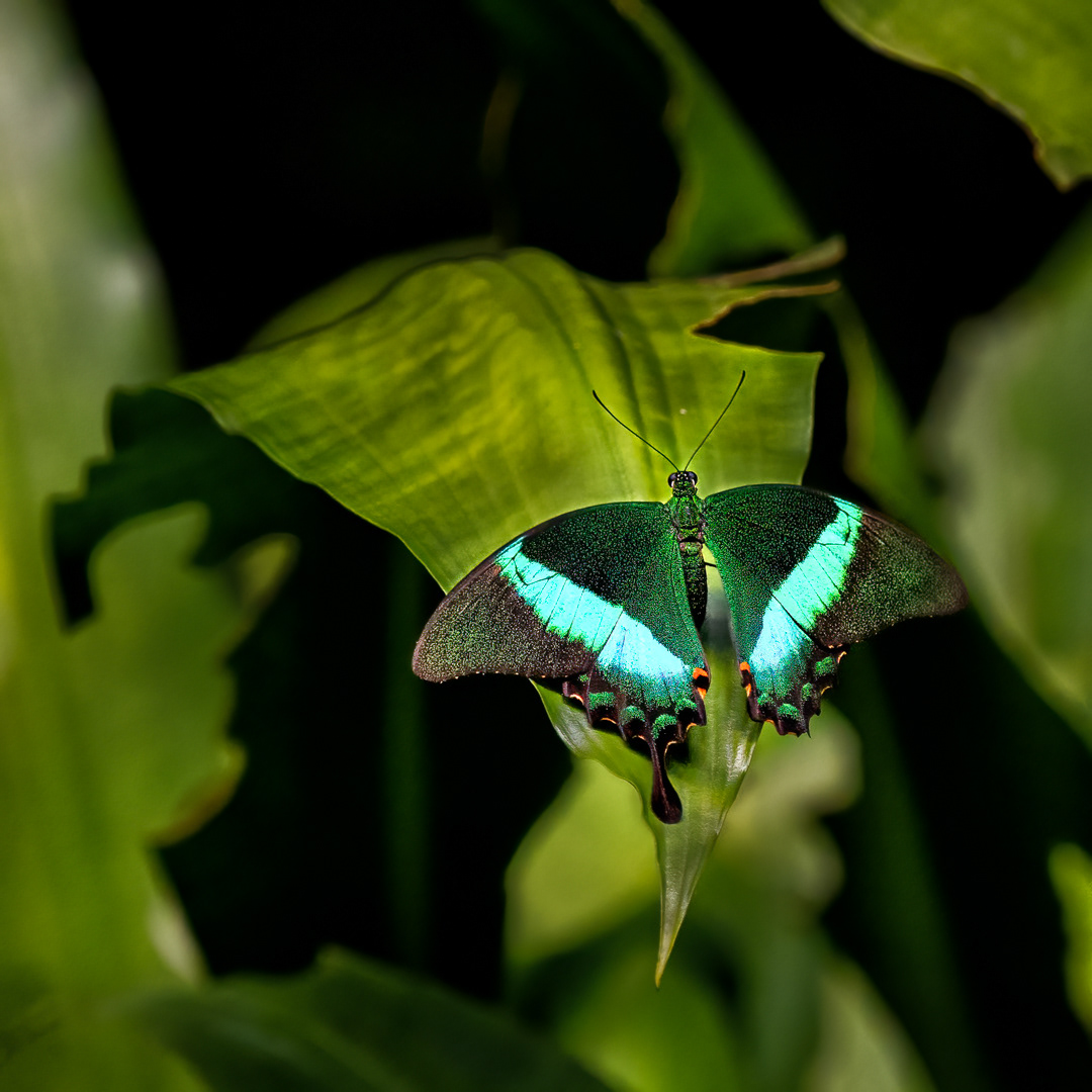 Papilio palinurus, Fata Morgana, Praha, 05/2022