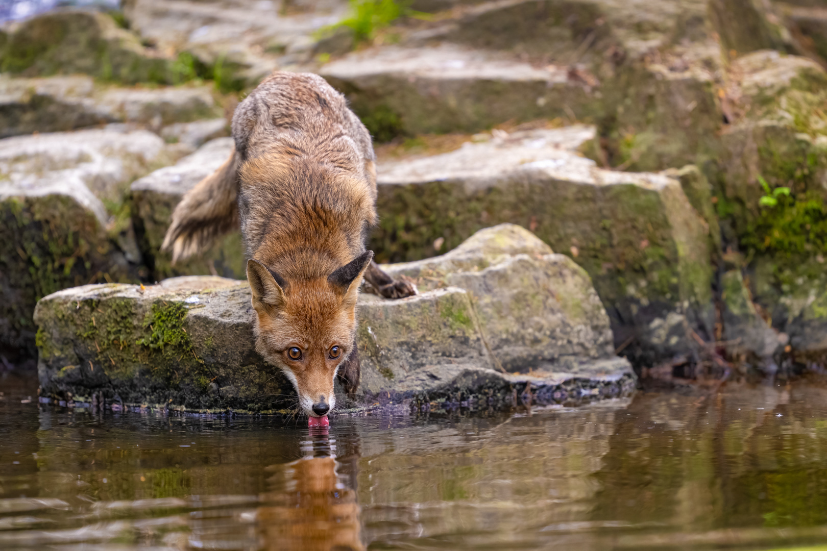 Liška obecná (Vulpes vulpes), Vysočina, 04/2024