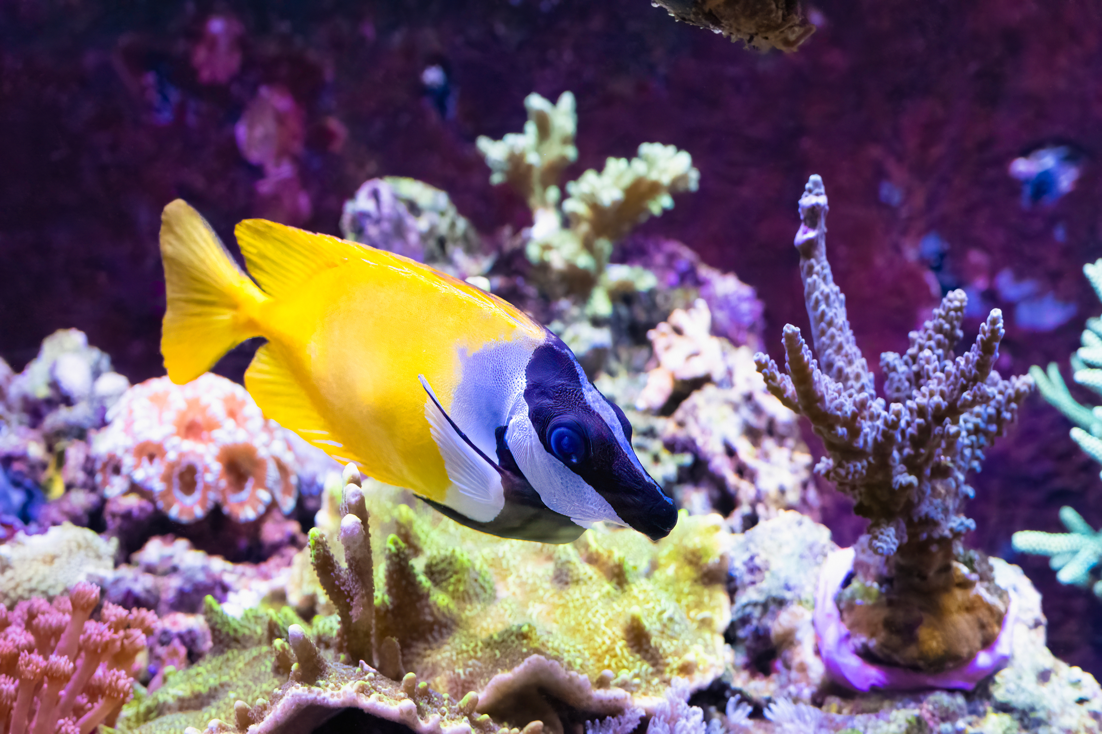 Králíčkovec liščí (Lo vulpinus)