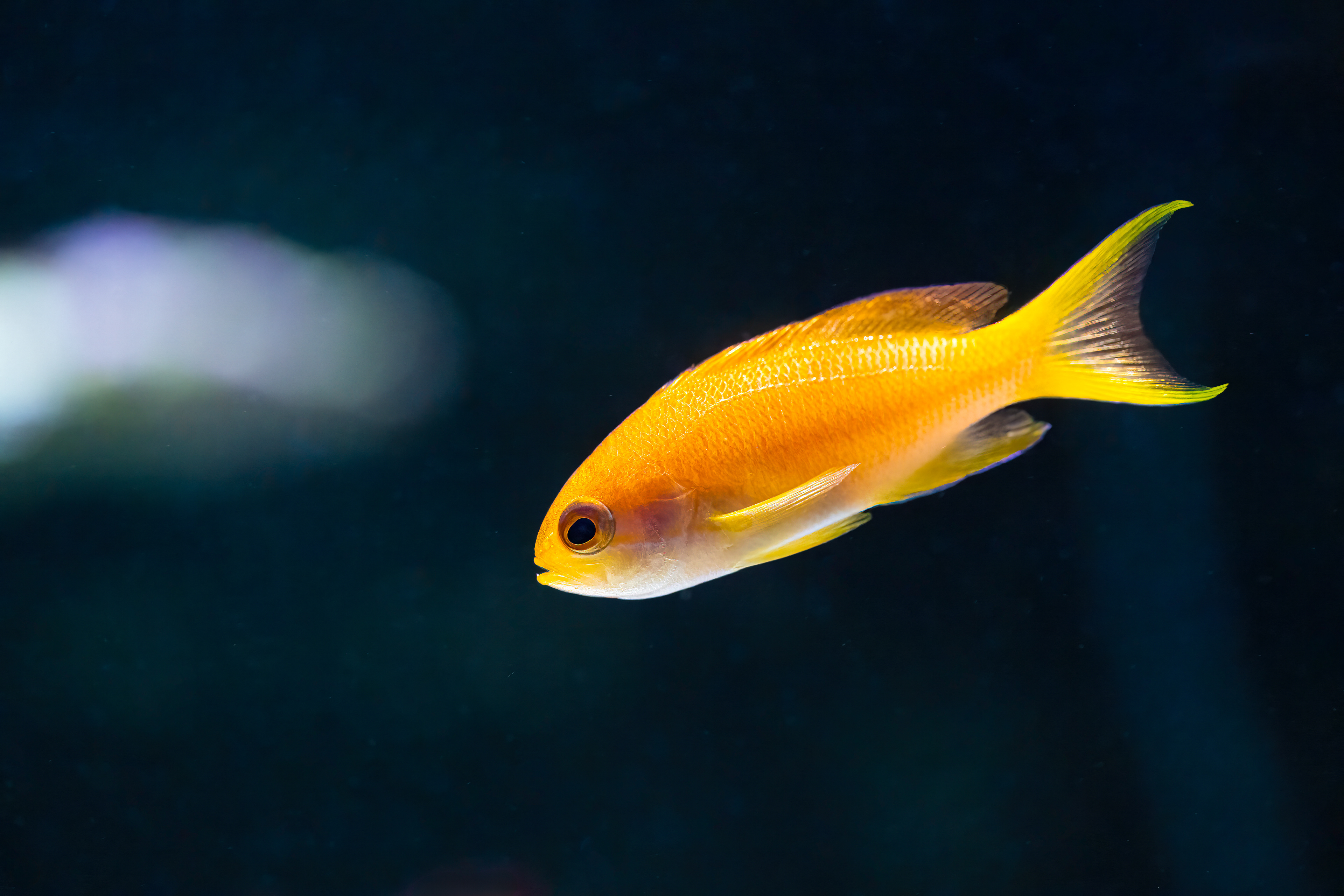 Bradáč šupinoploutvý (Pseudanthias squamipinnis)