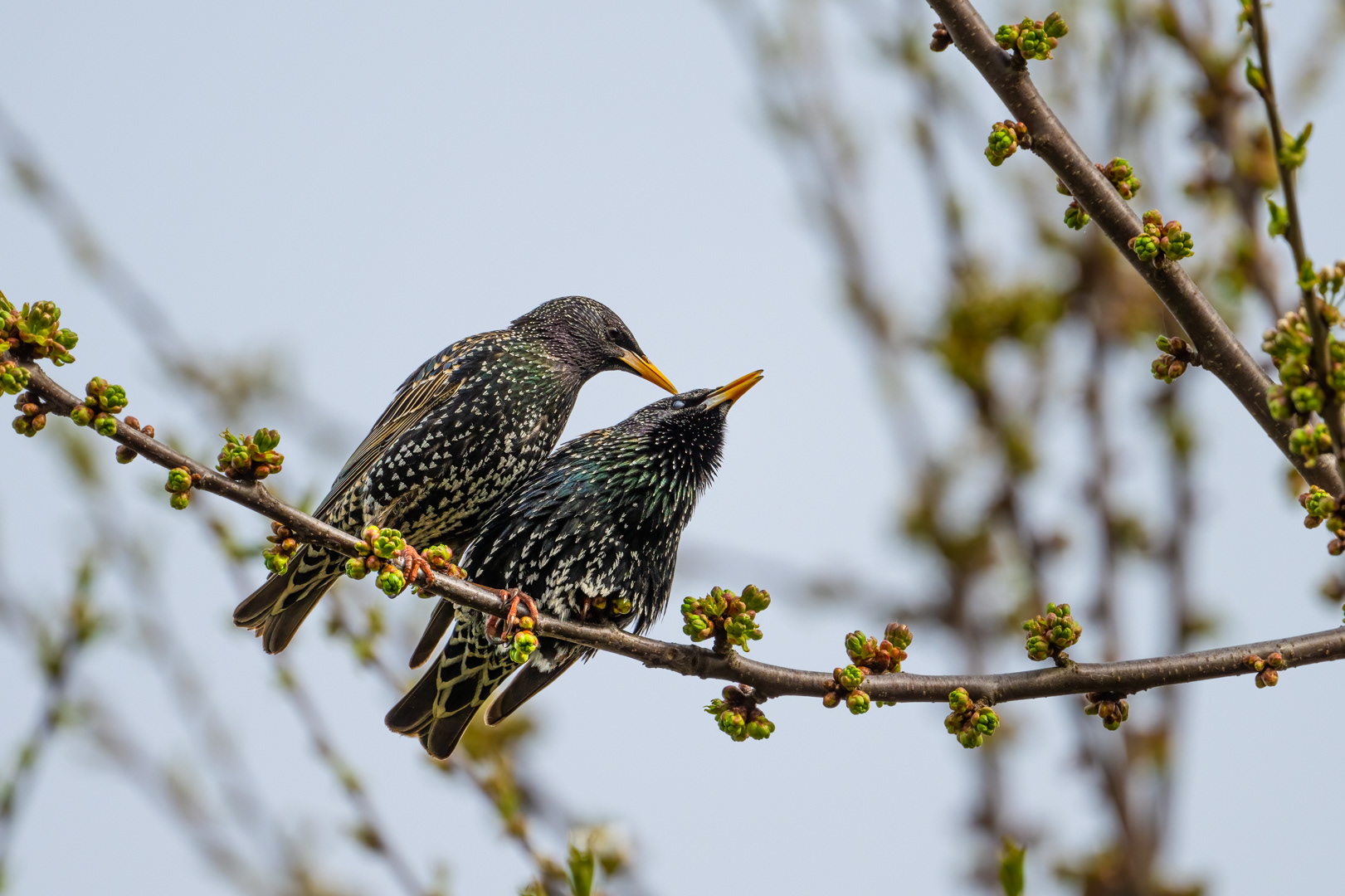 Špaček obecný (Sturnus vulgaris), Pyšely, 04/2024