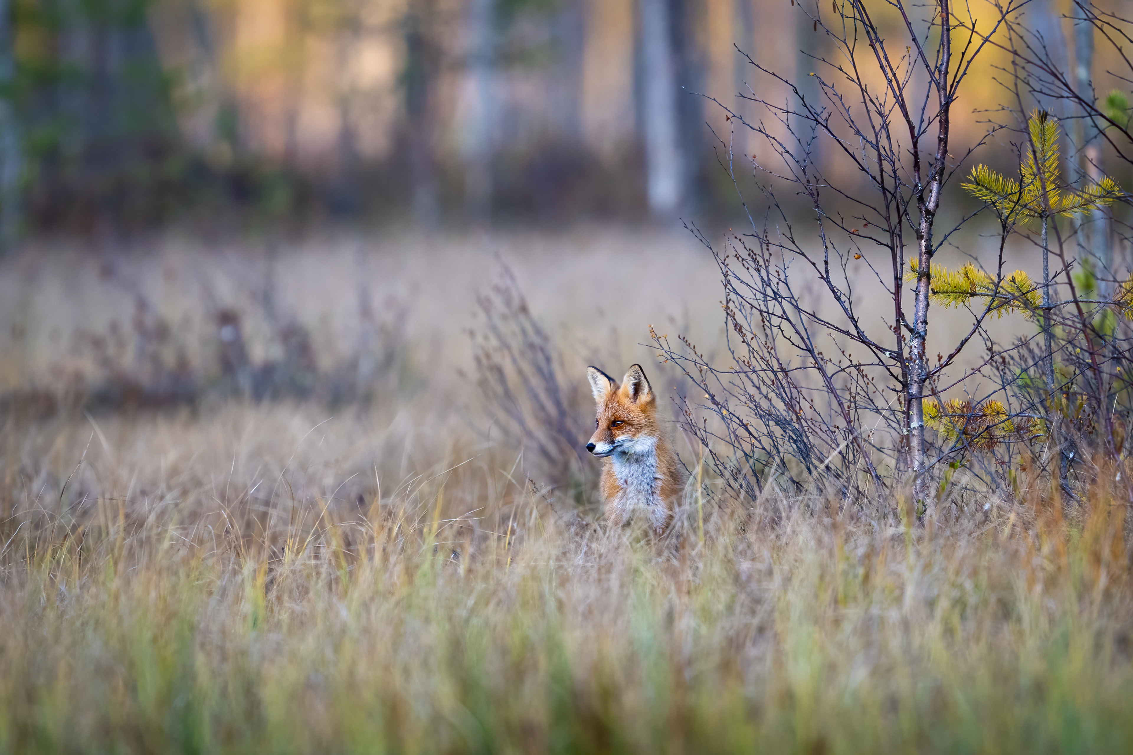 Liška obecná (Vulpes vulpes), Finsko, 09/2025