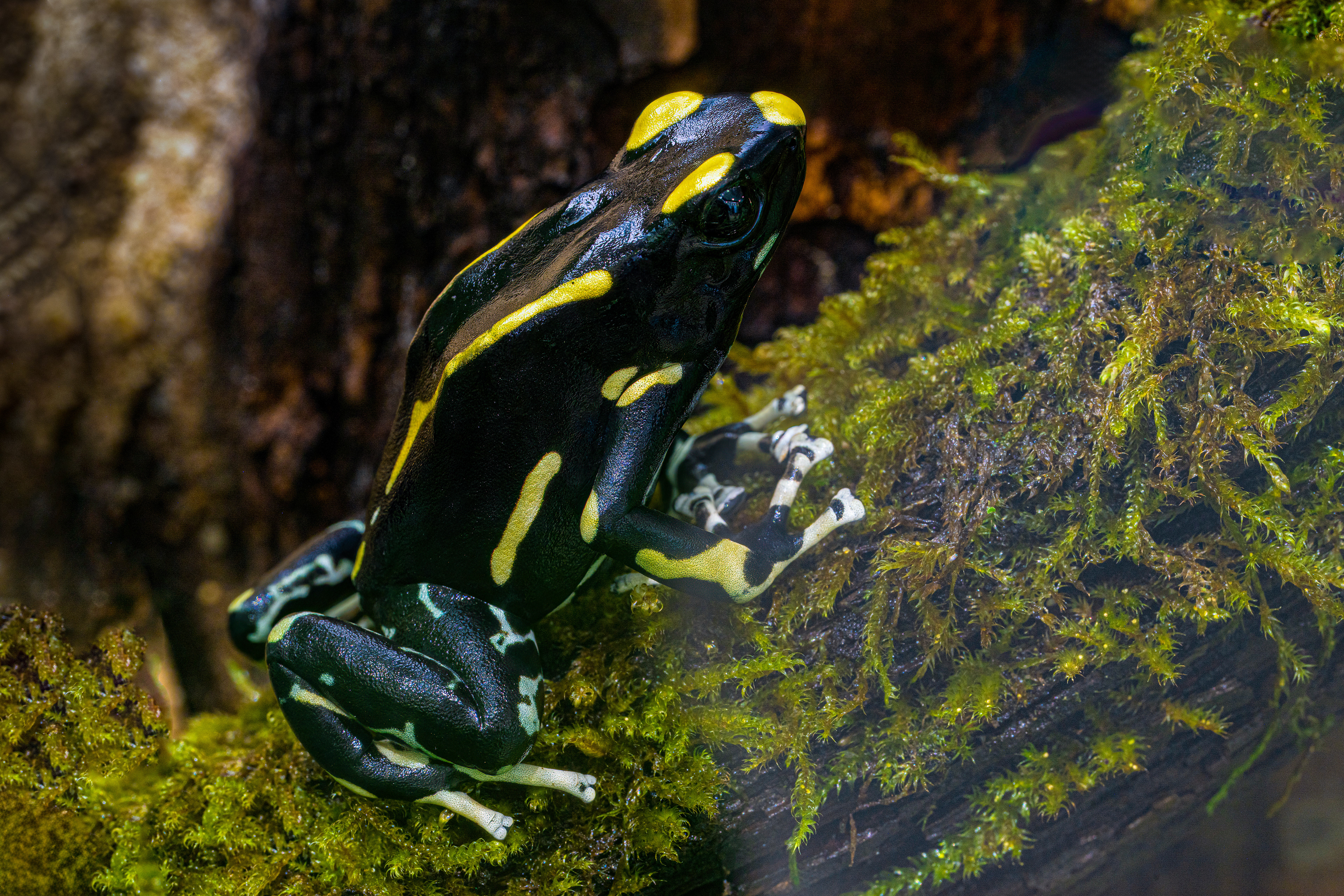 Pralesnička barvířská (Dendrobates tinctorius), 08/2024