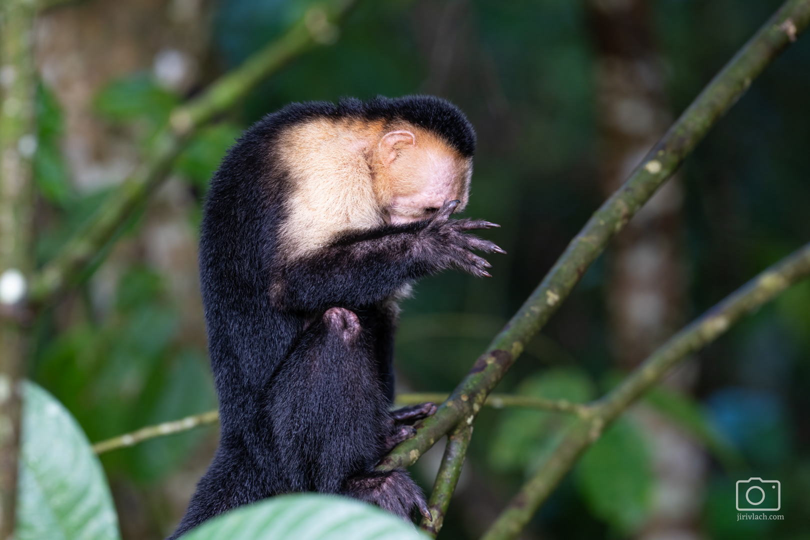 Malpa kapucínská (The Colombian white-faced capuchin, Cebus capucinus), Kostarika, 01/2025