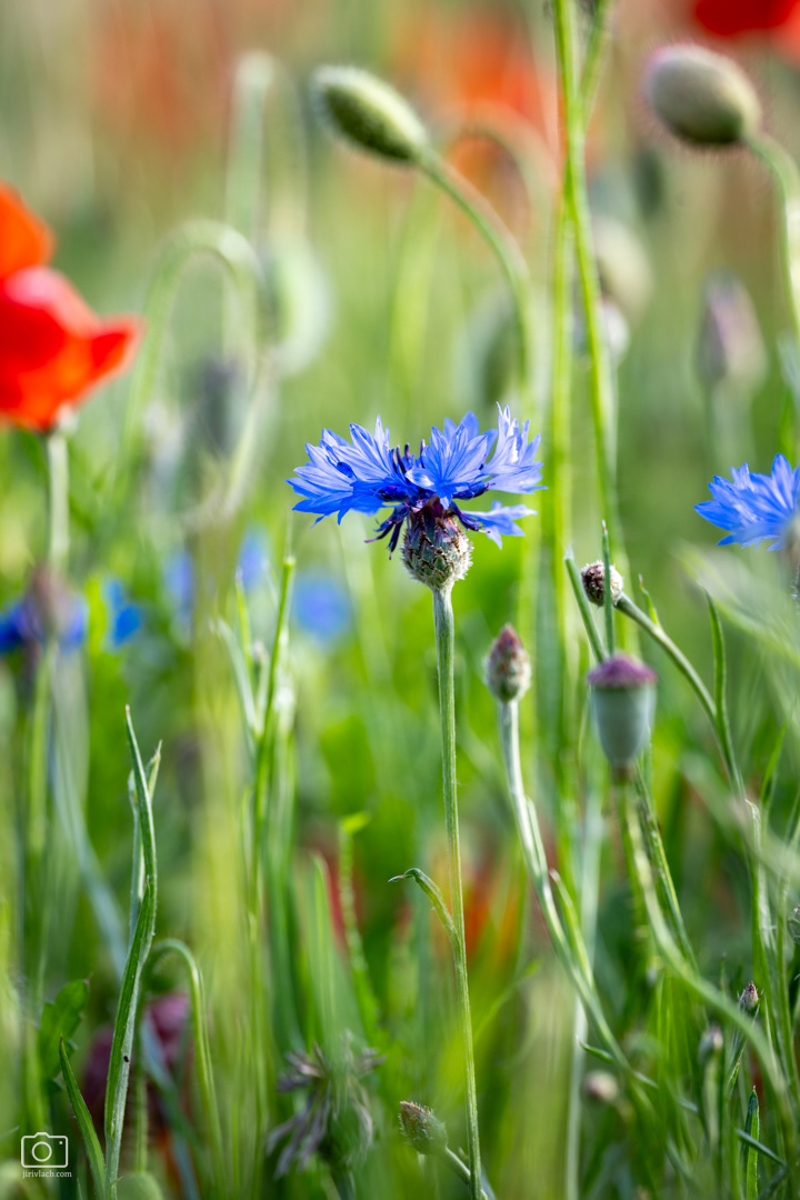 Chrpa modrá (Centaurea cyanus), Pyšely, 06/2026