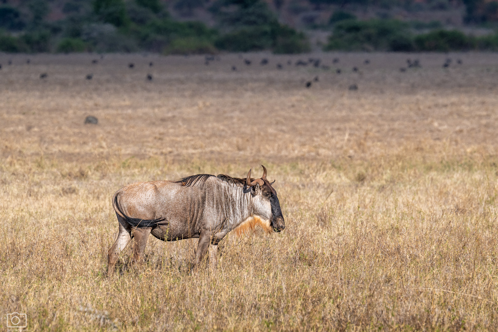 Pakůň žíhaný (Connochaetes taurinus), Kenya, 12/2025