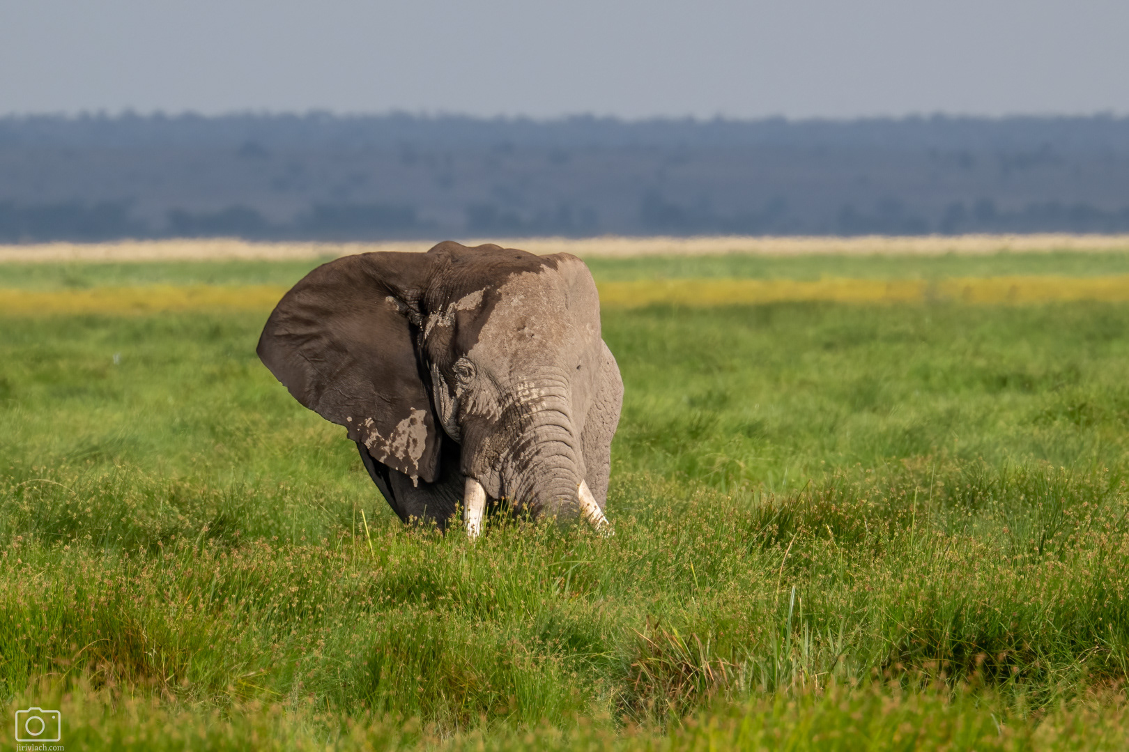 Slon africký (Loxodonta africana), Keňa - NP Amboseli, 12/2025