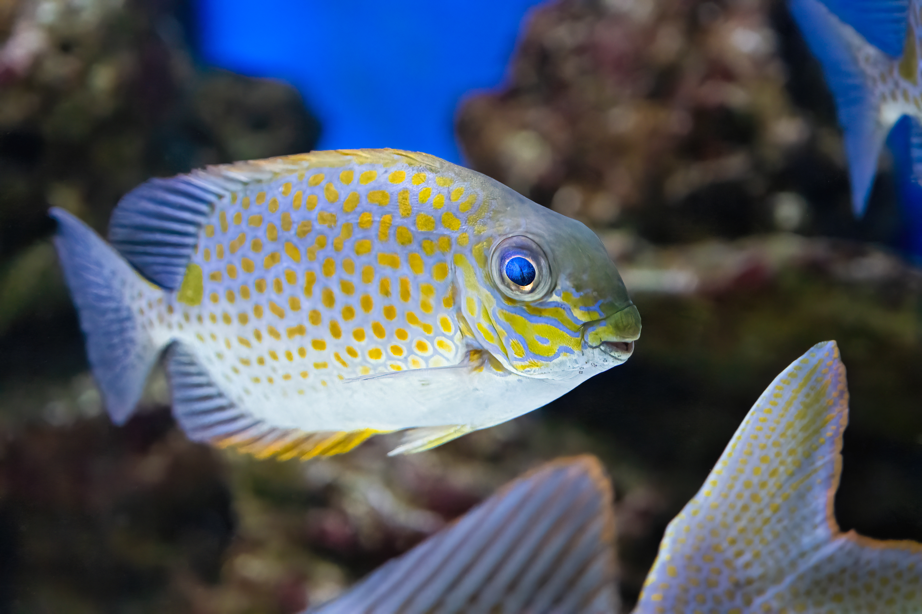 Králíčkovec skvrnitý (Siganus guttatus)