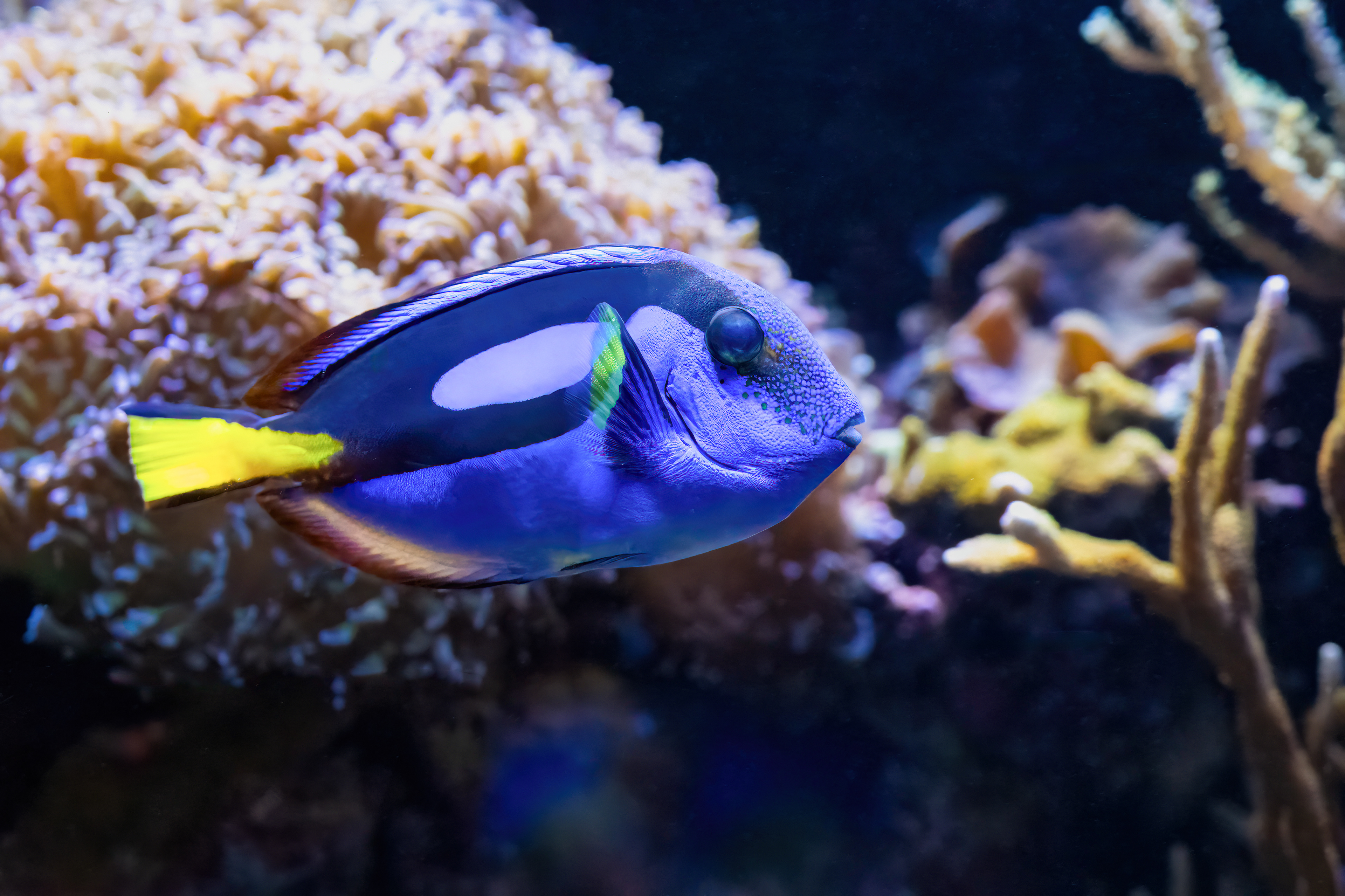 Bodlok pestrý (Paracanthurus hepatus)