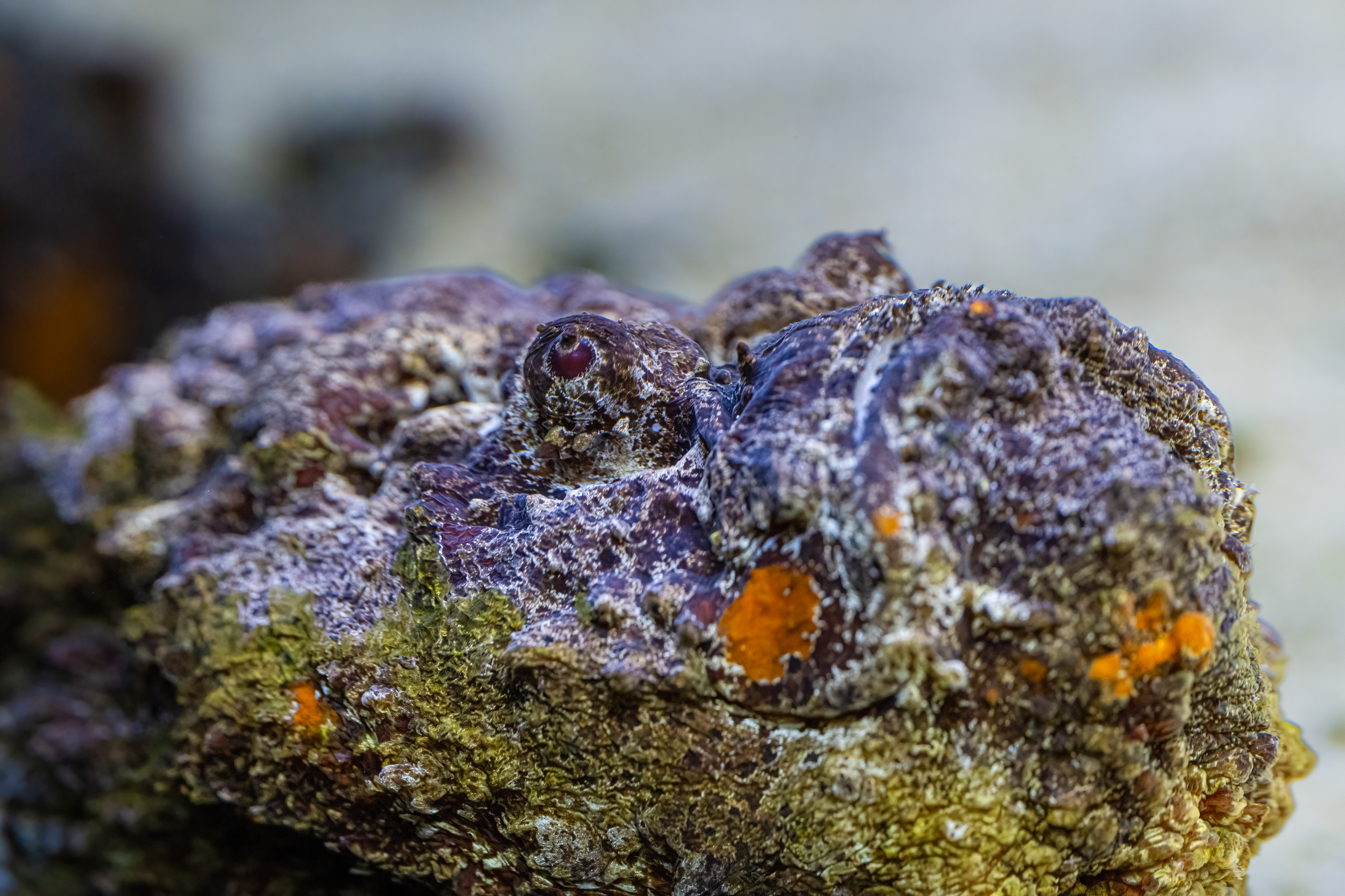 Odranec pravý (Synanceia verrucosa)