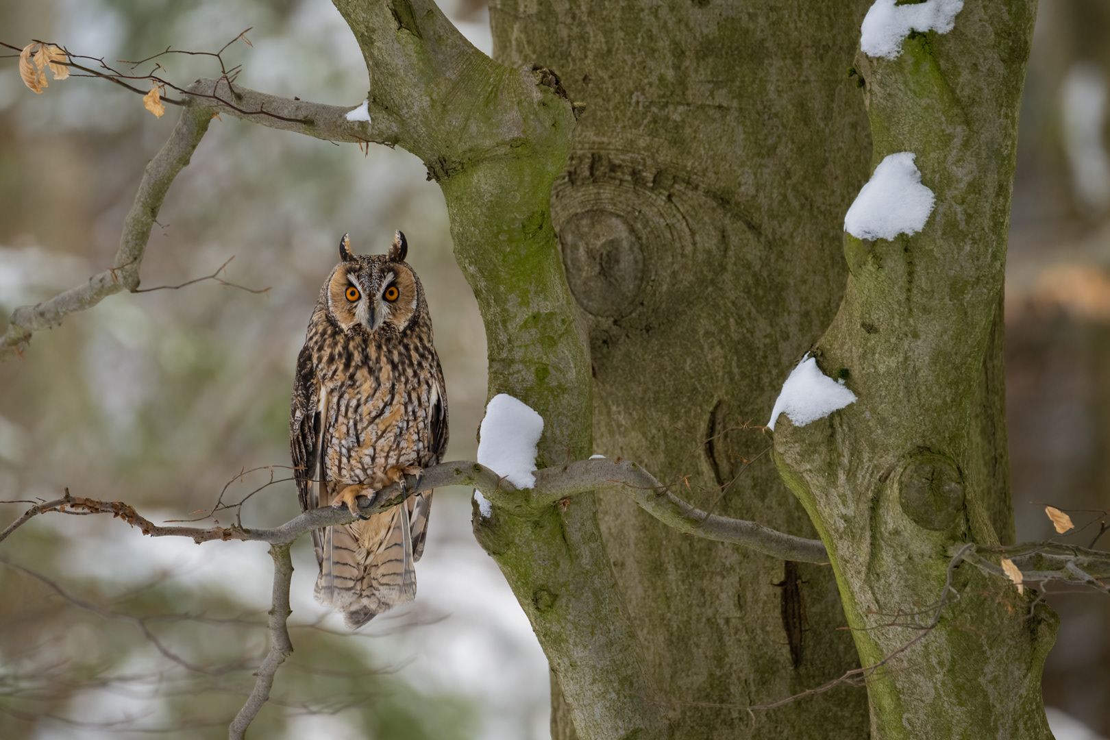 Kalous ušatý (Asio otus), Vysočina, 03/2023