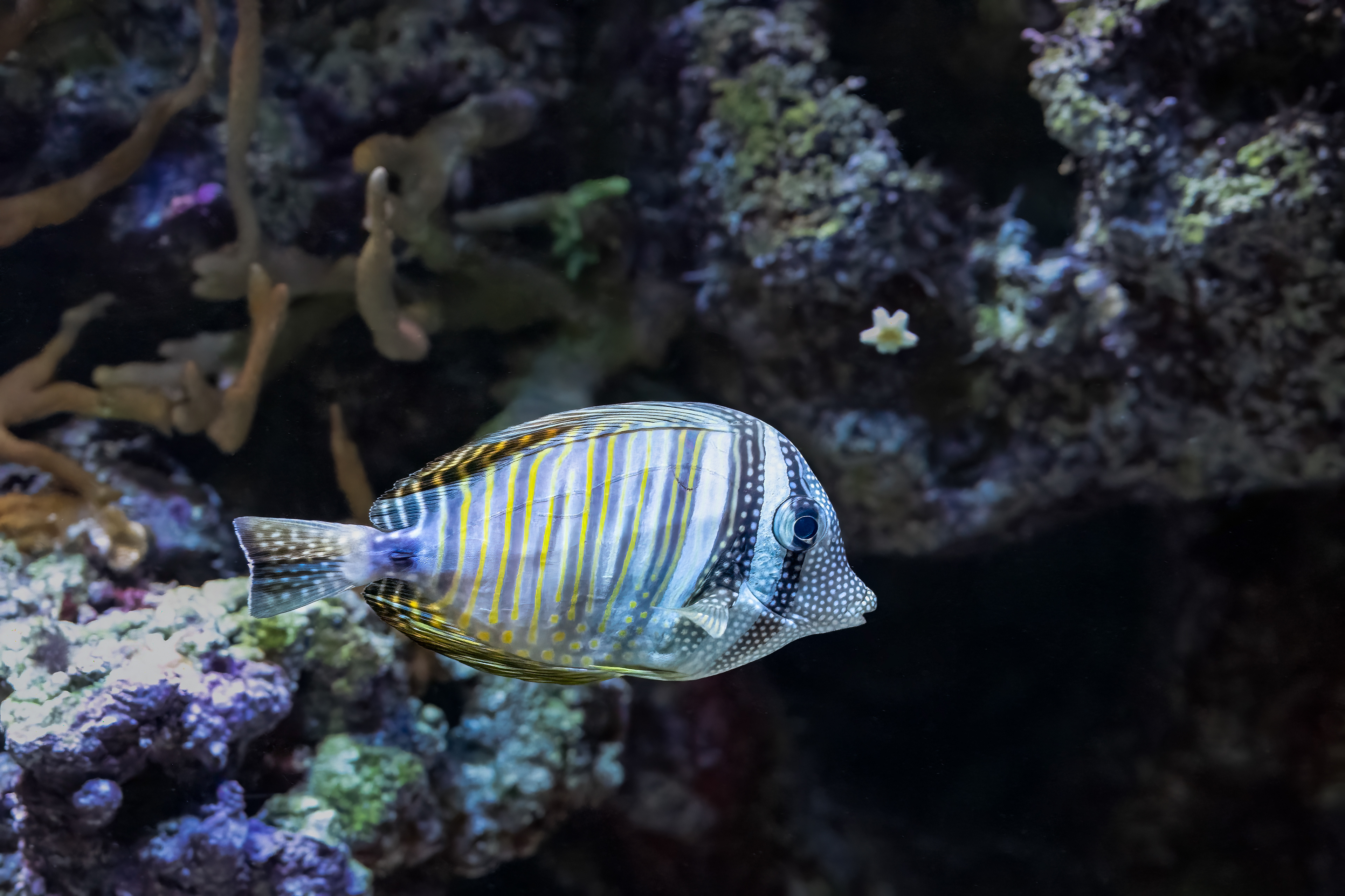 Bodlok Desjardinův (Zebrasoma desjardinii)