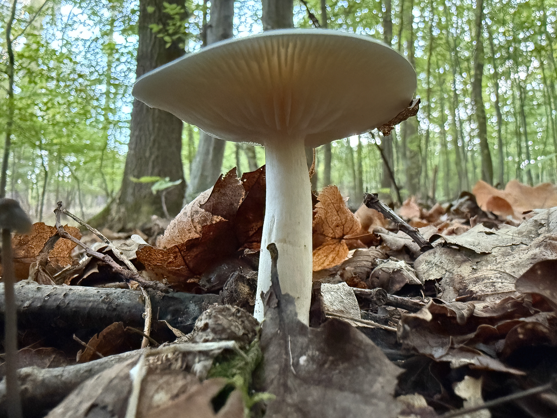 Čirůvka běložlutavá (Tricholoma stiparophyllum)?
