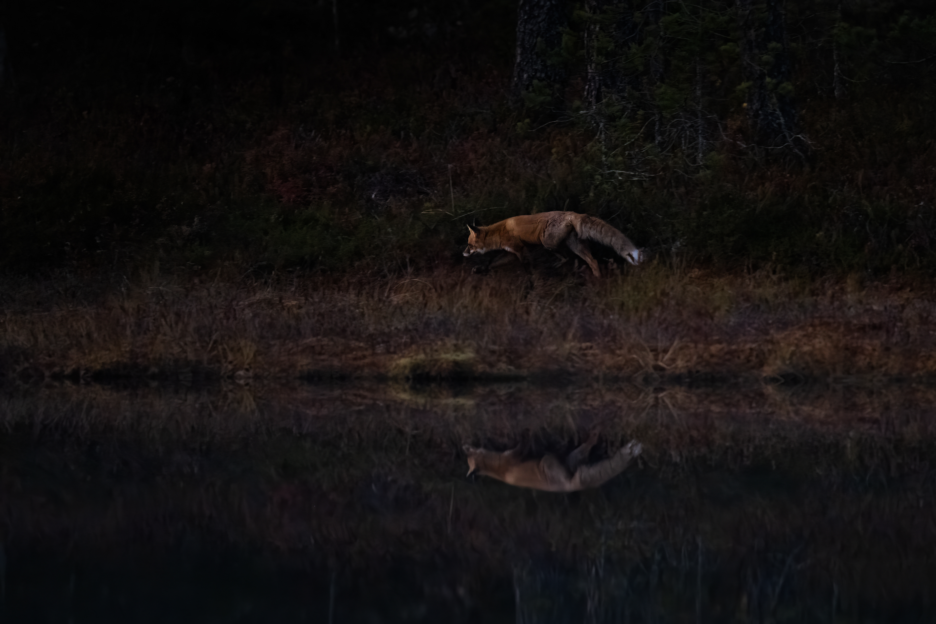 Liška obecná (Vulpes vulpes), Finsko, 09/2025