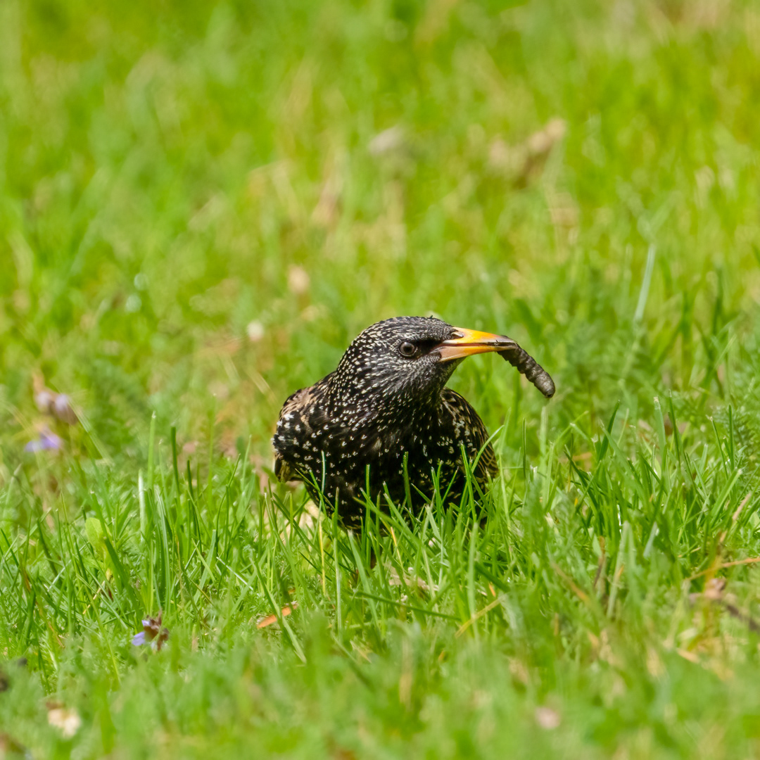 Špaček obecný (Sturnus vulgaris), Pyšely, 04/2024