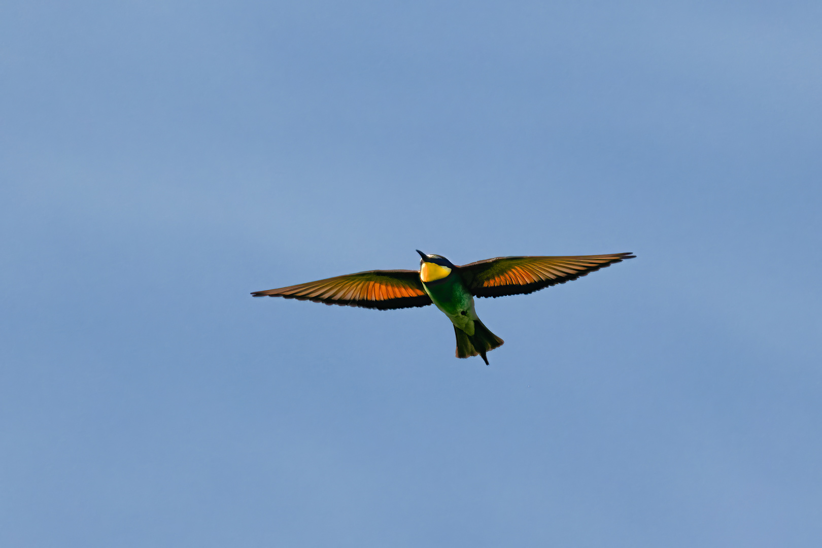 Vlha pestrá (Merops apiaster), jižní Morava, 06/2023