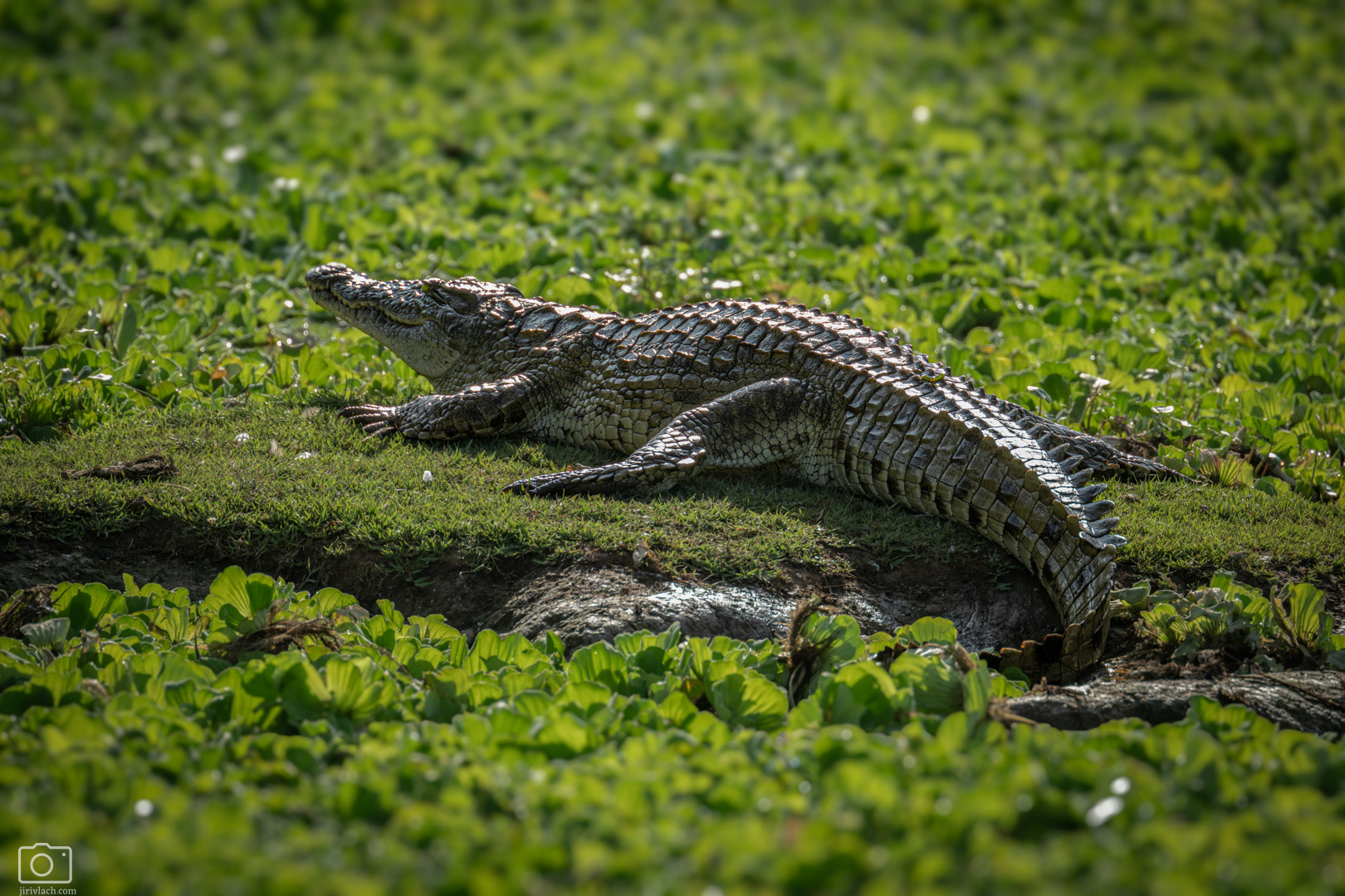 Krokodýl nilský (Crocodylus niloticus), Kenya, 12/2025
