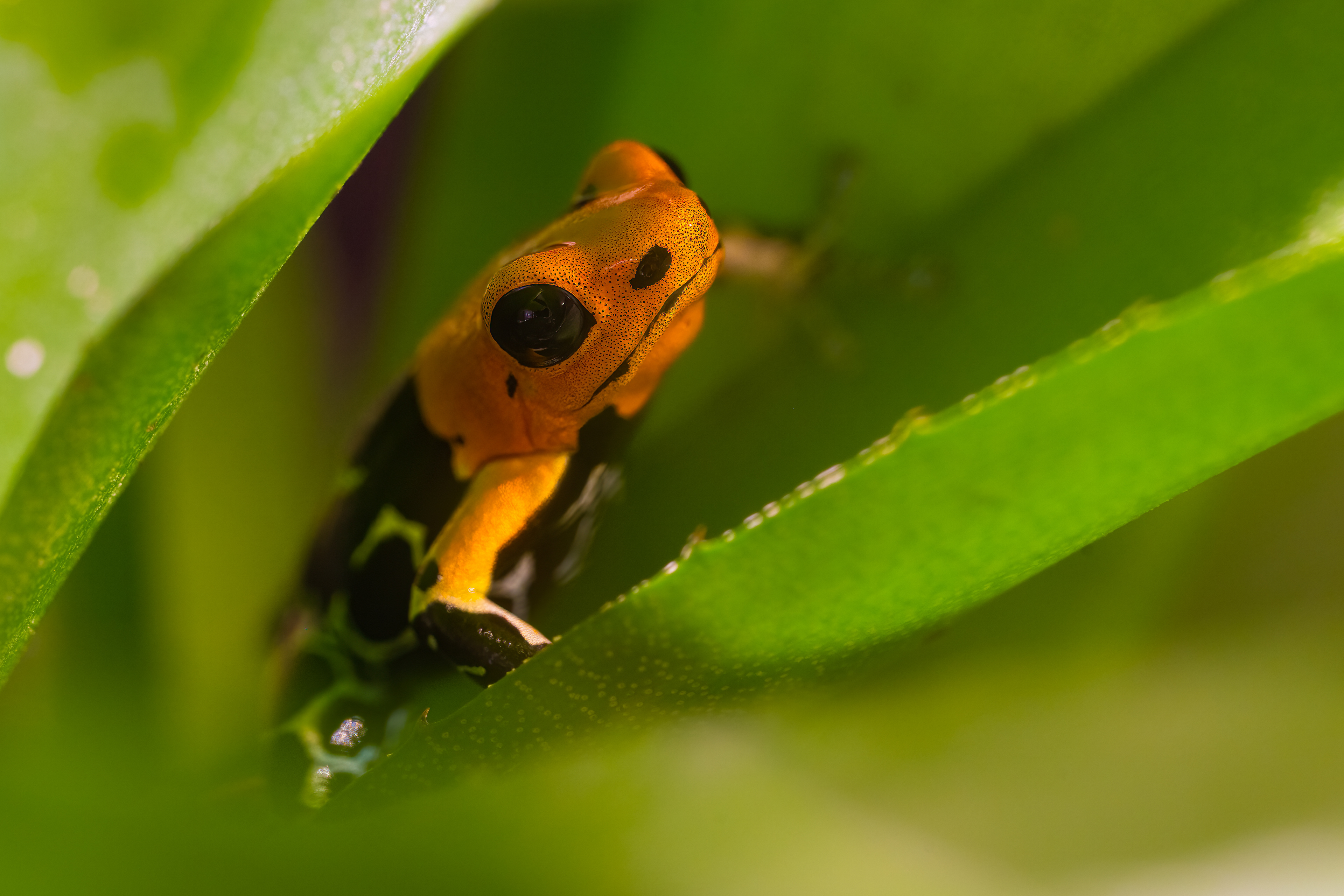 Pralesnička fantastická "Caynarachi" (Ranitomeya fantastica "Caynarachi"), 08/2024
