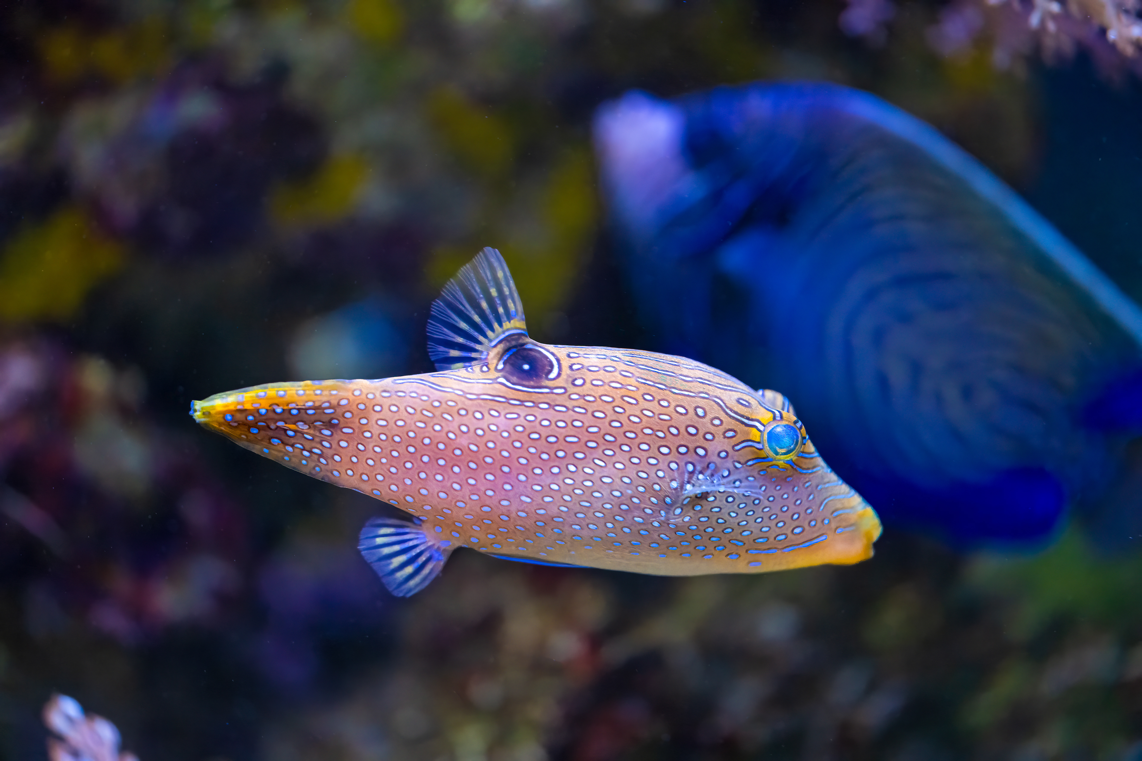 Hranobřich Solandrův (Canthigaster solandri)