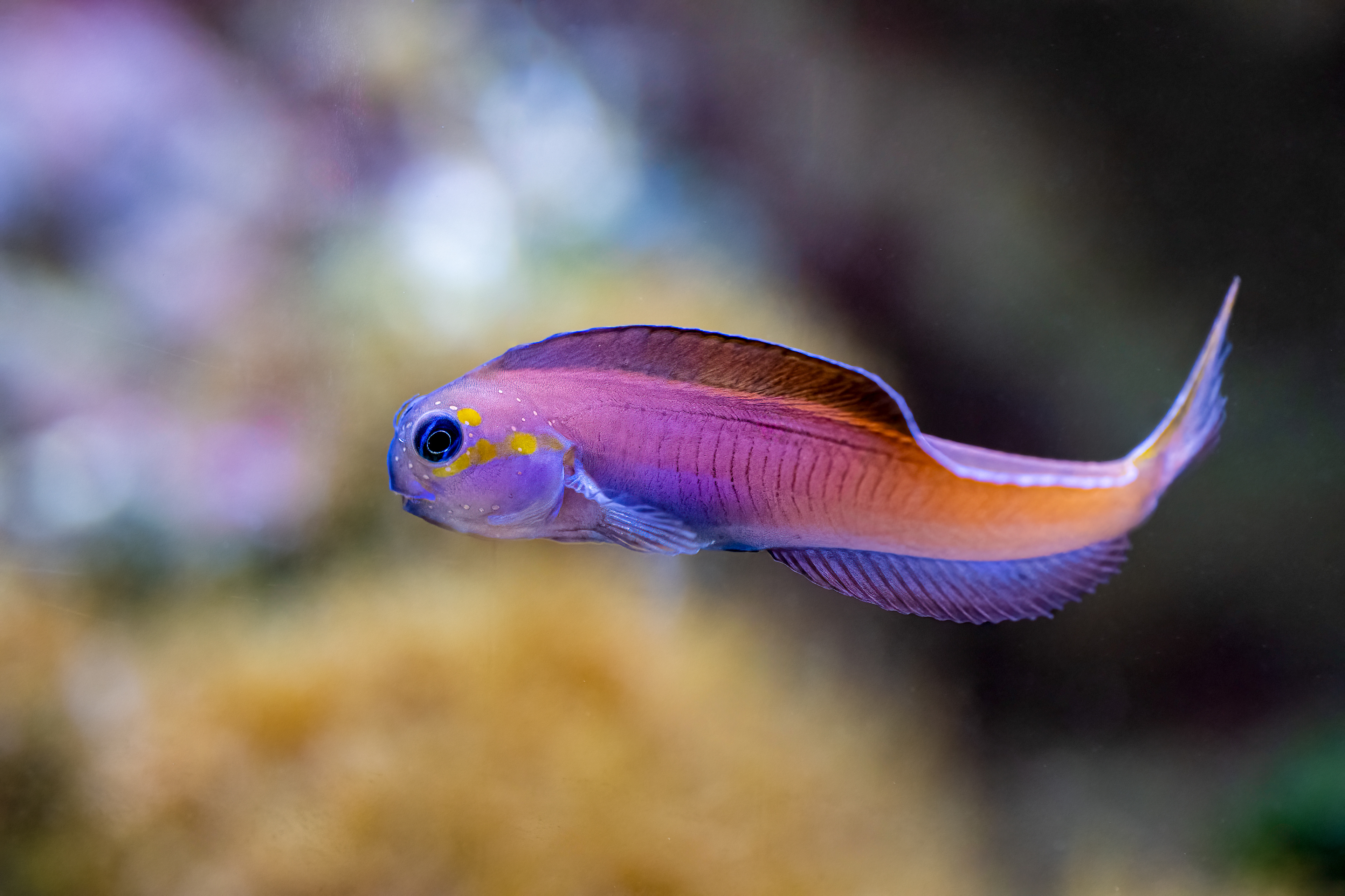 Slizoun midas (Ecsenius midas)