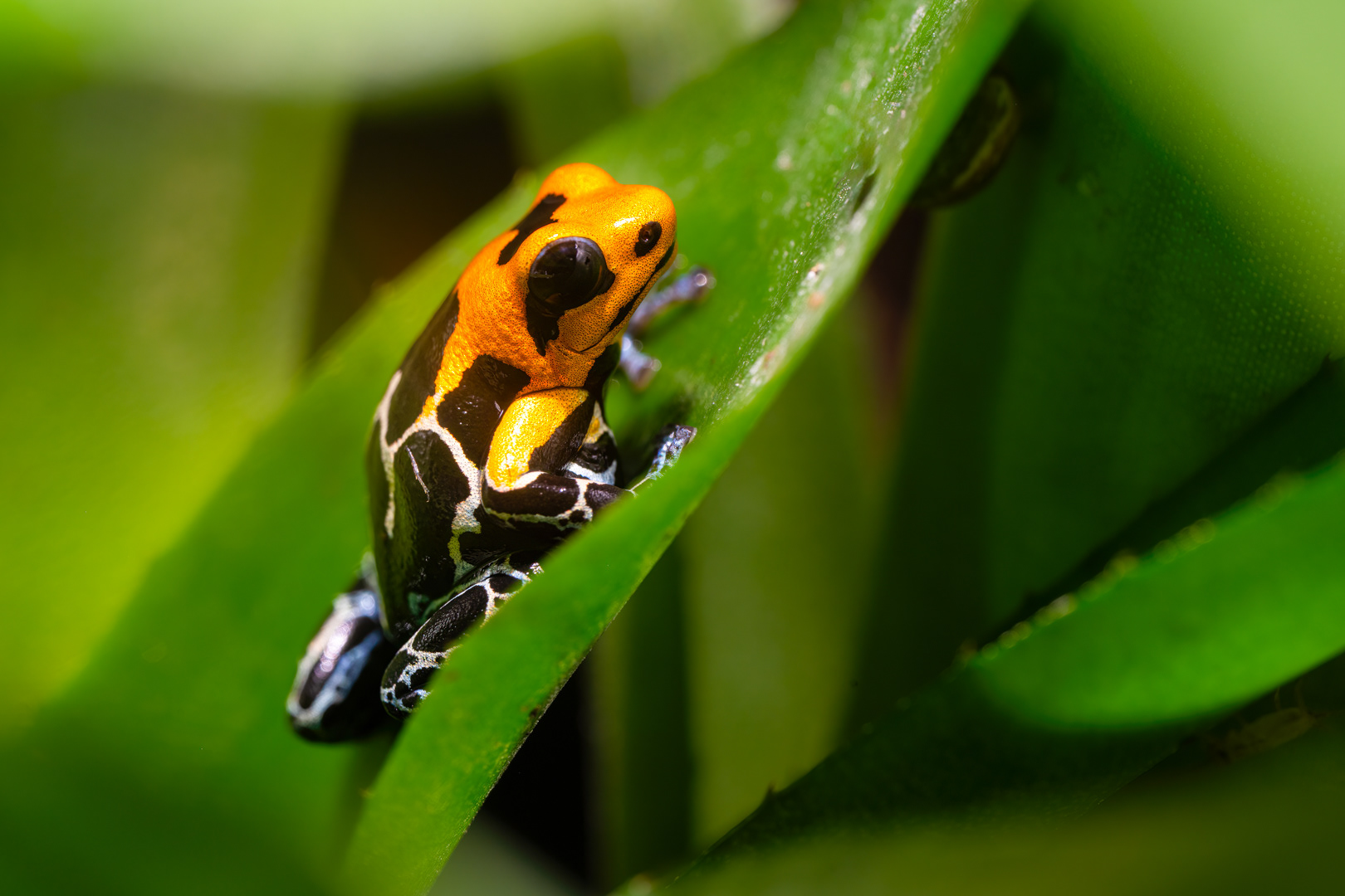 Pralesnička fantastická "Caynarachi" (Ranitomeya fantastica), 08/2024