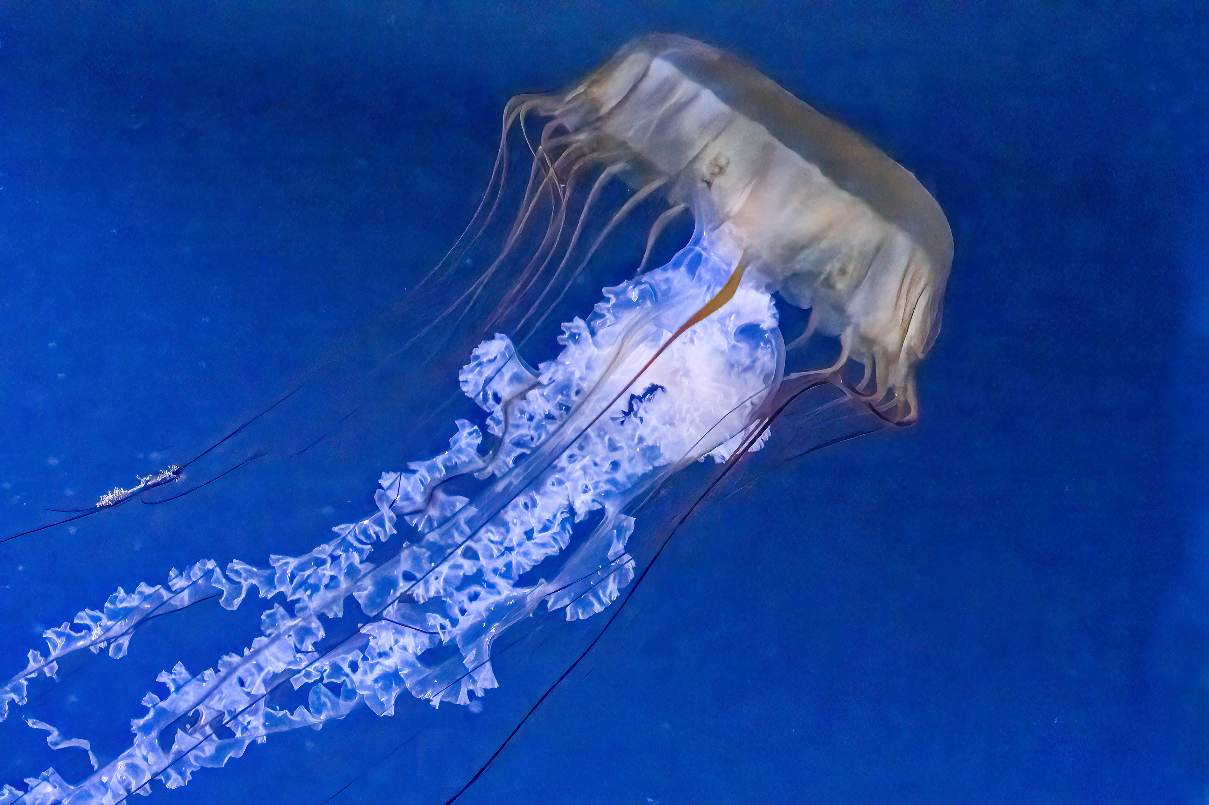 Talířovka východopacifická (Chrysaora fuscescens)