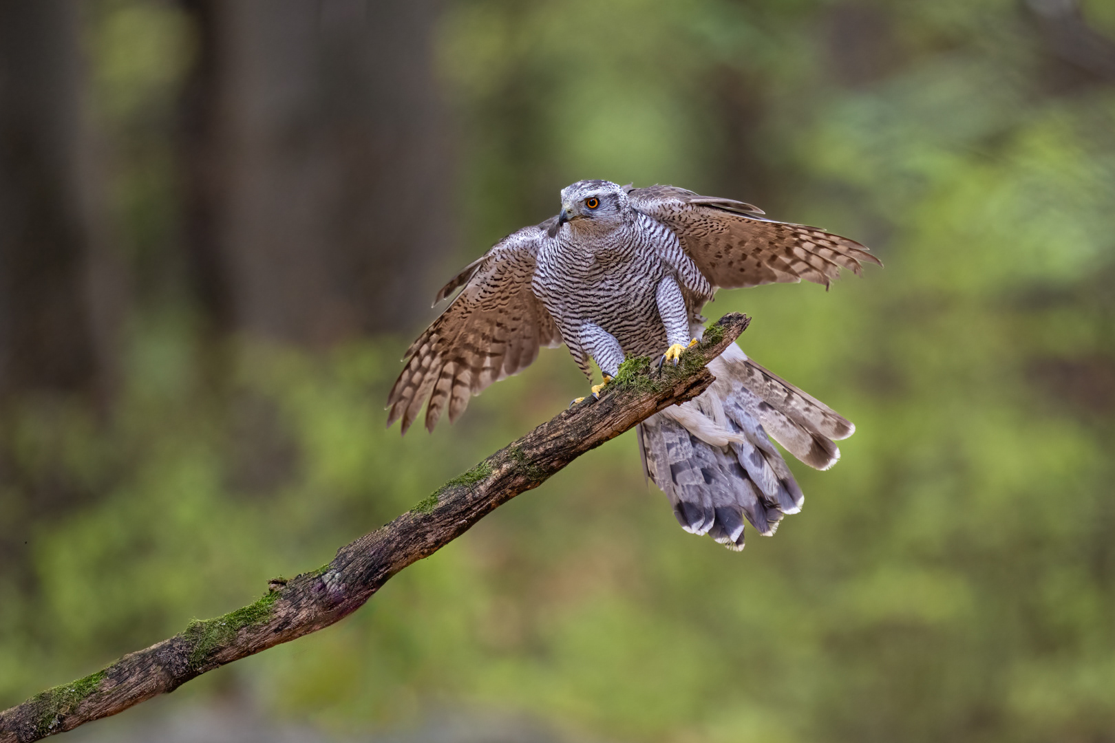 Jestřáb lesní (Accipiter gentilis), Vysočina, 04/2024