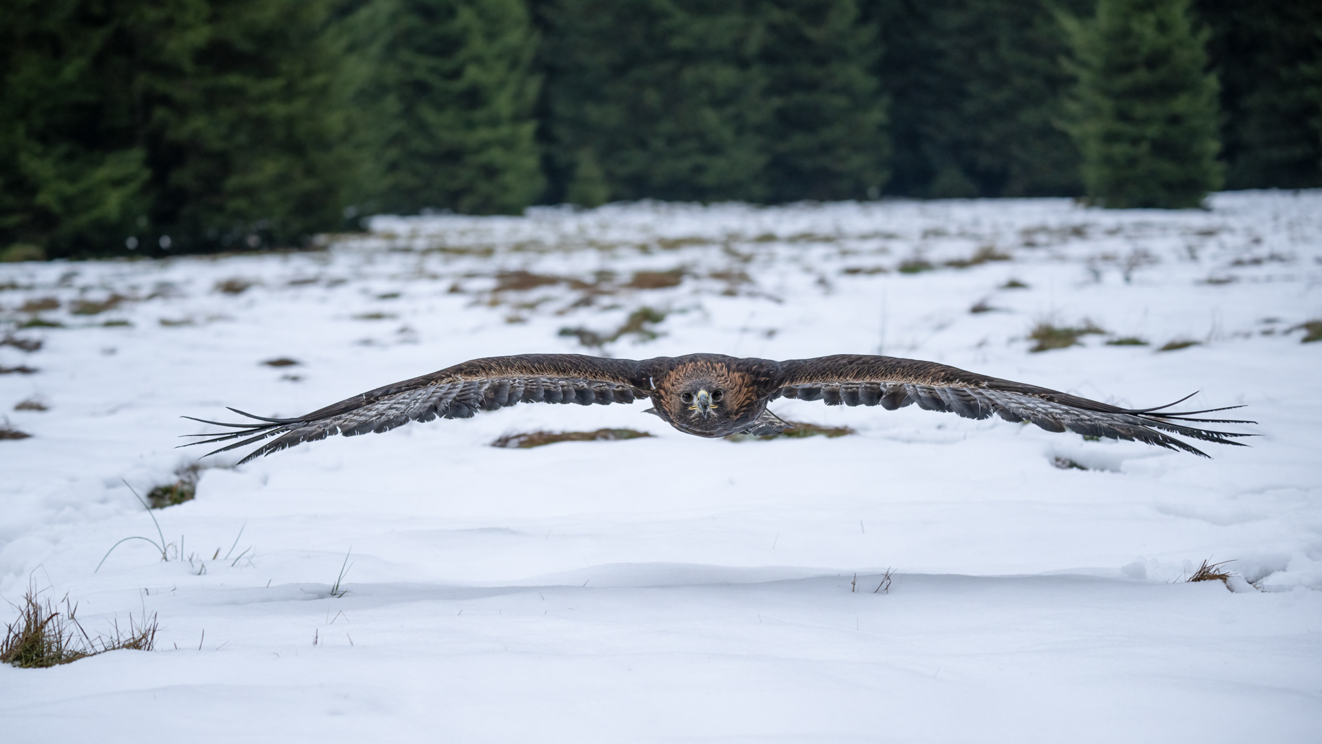 Orel skalní (Aquila chrysaetos), Vysočina, 12/2022