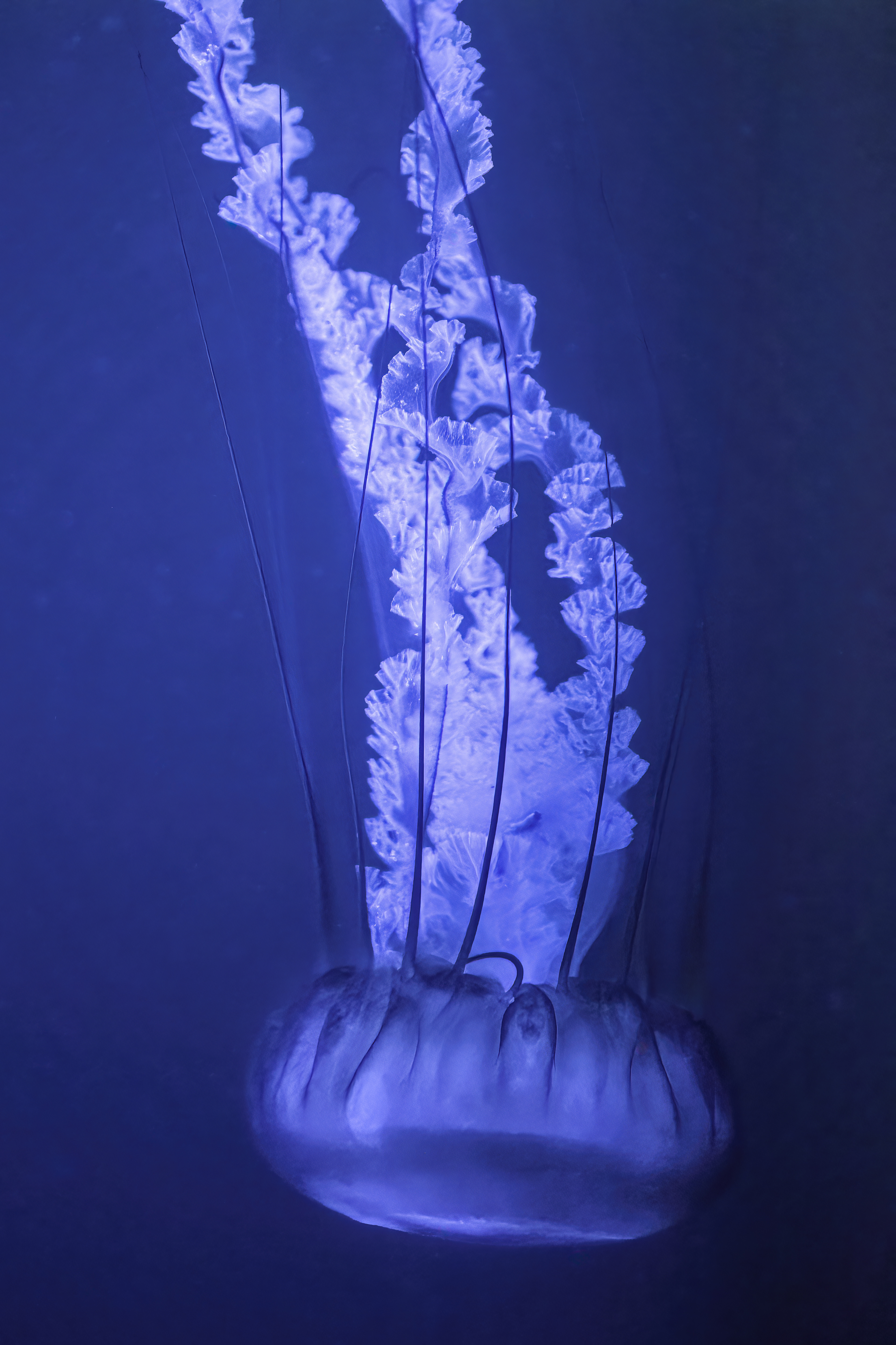 Talířovka východopacifická (Chrysaora fuscescens)