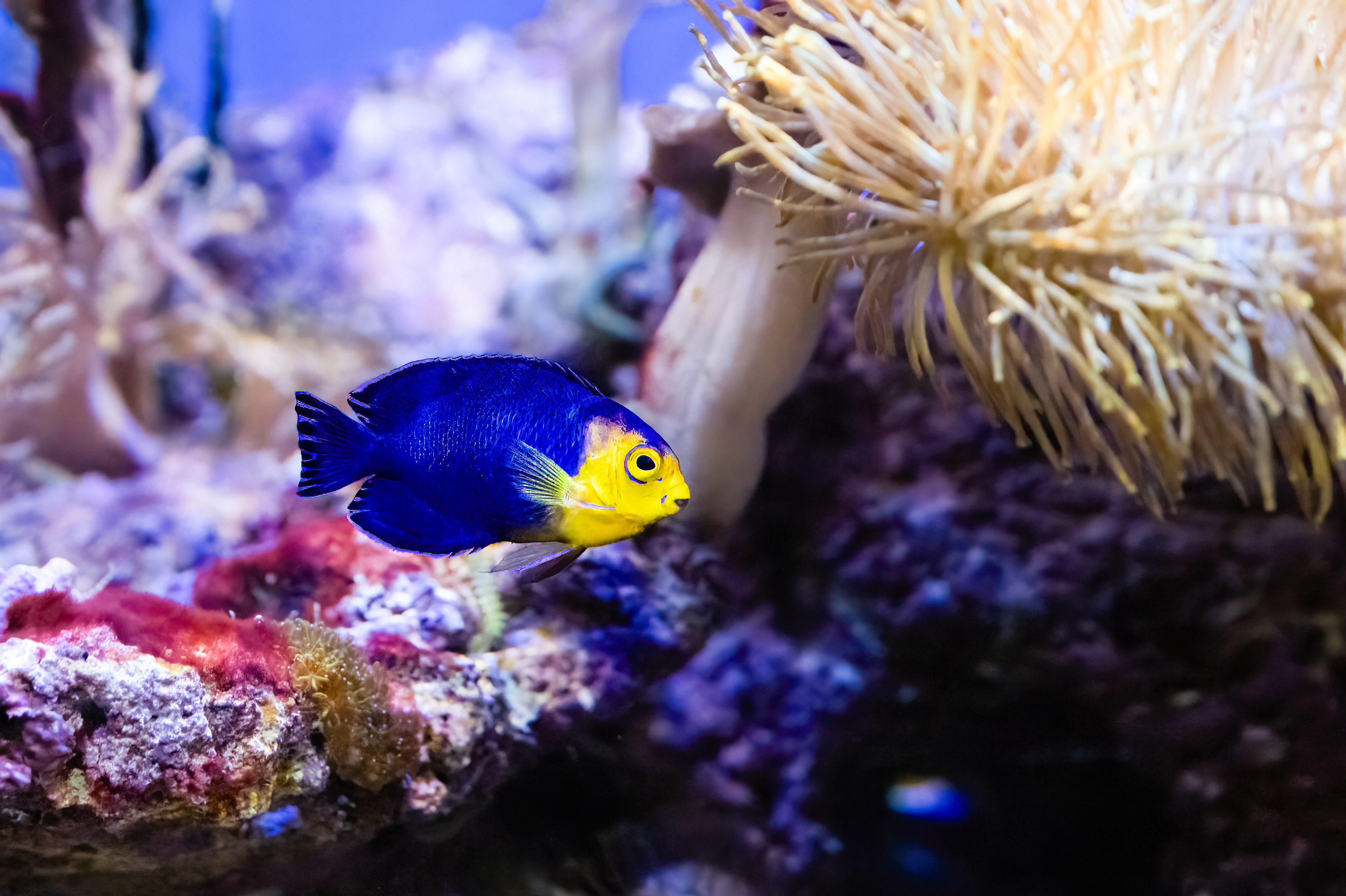 Pomčík žlutohlavý (Centropyge argi)