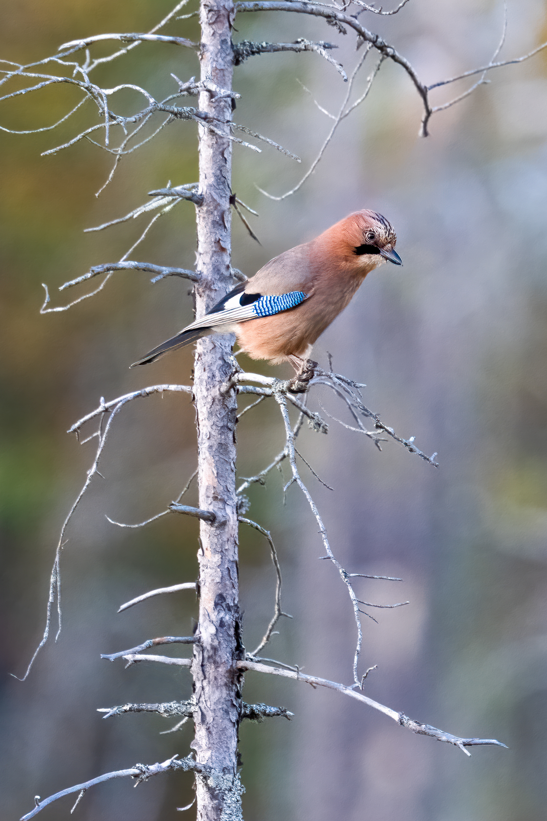 Sojka obecná (Garrulus glandarius), Finsko, 09/2025