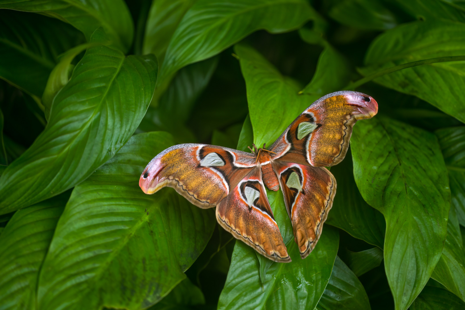 Atlas velký (Attacus atlas), Fata Morgana, Praha, 04/2023 