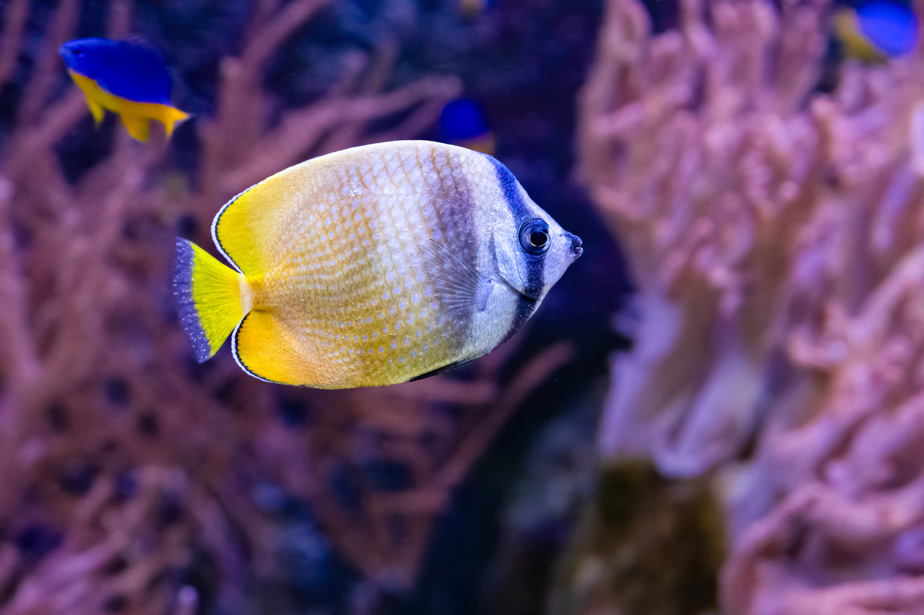 Klipka Kleinova (Chaetodon kleinii)