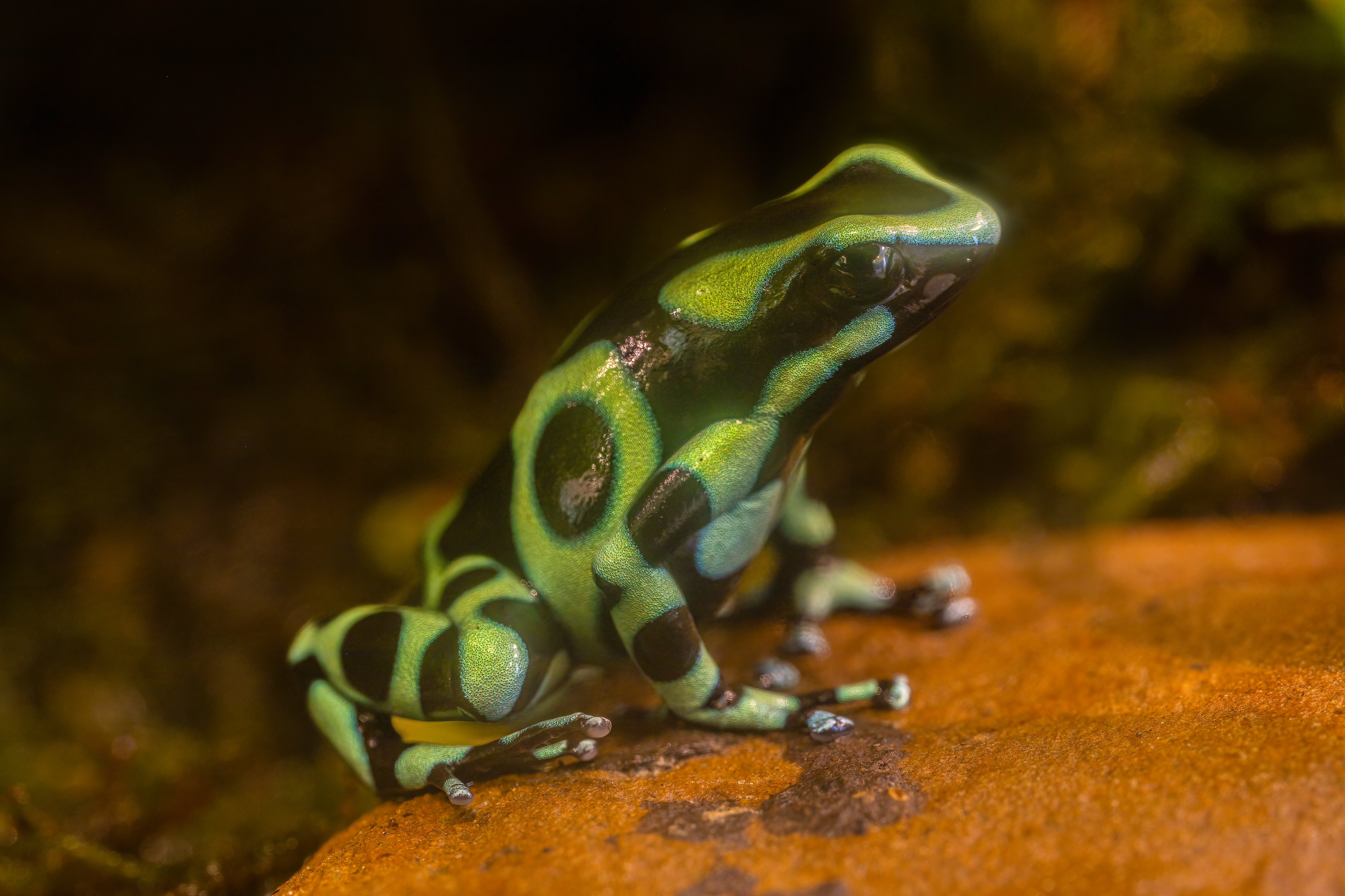 Pralesnička batiková "Green" (Dendrobates auratus "Green"), 08/2024