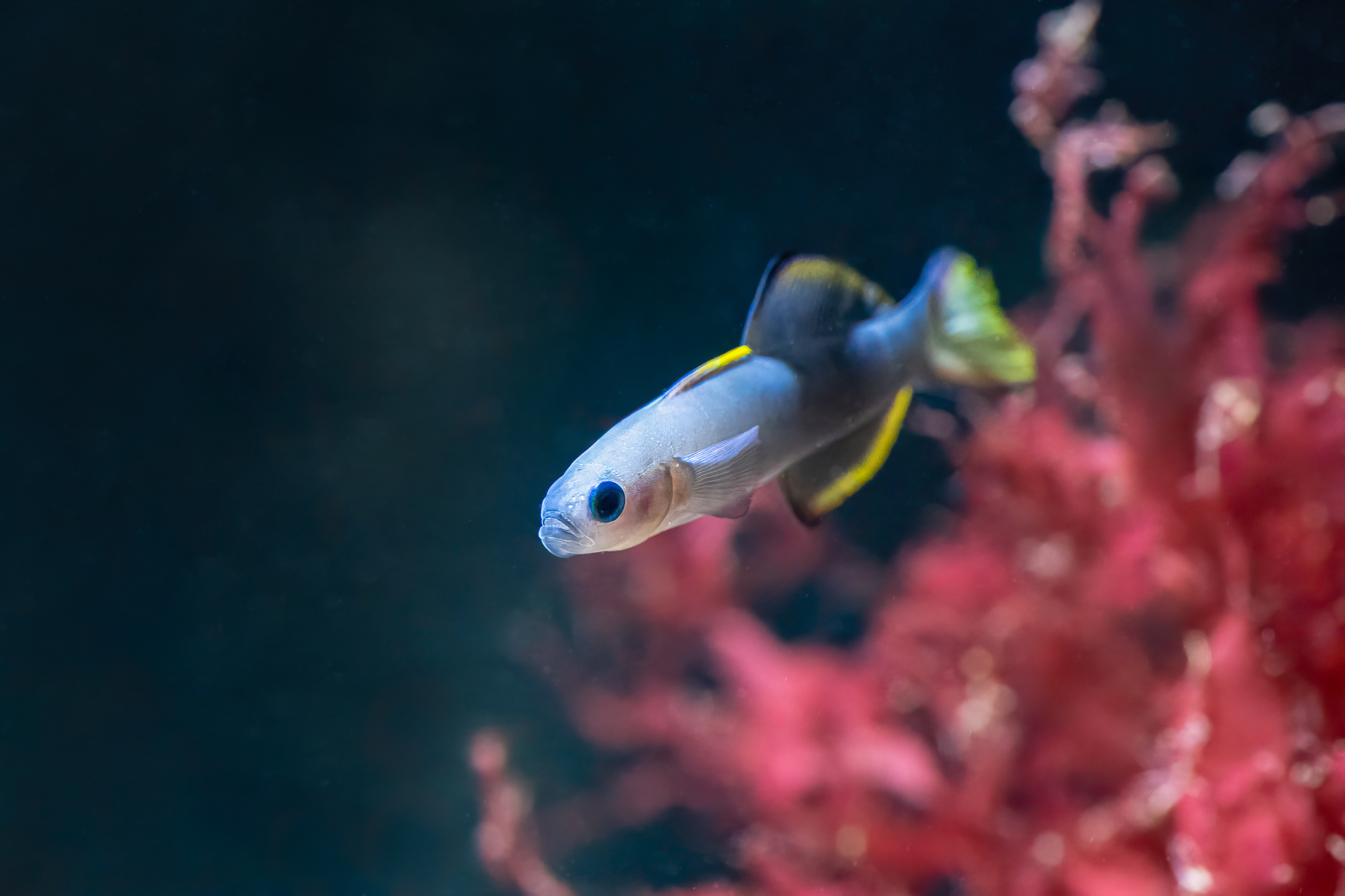 Hlaváčovec černoploutvý (Ptereleotris evides)