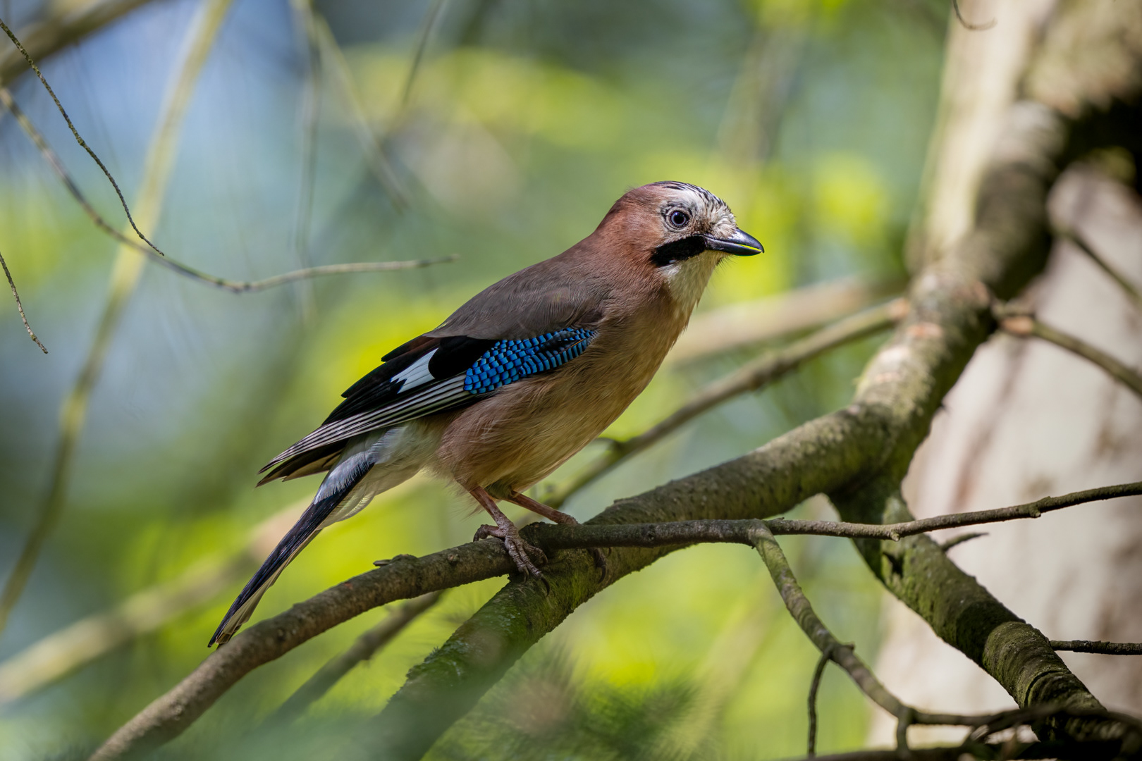 Sojka obecná (Garrulus glandarius), Štěpánka, 04/2024