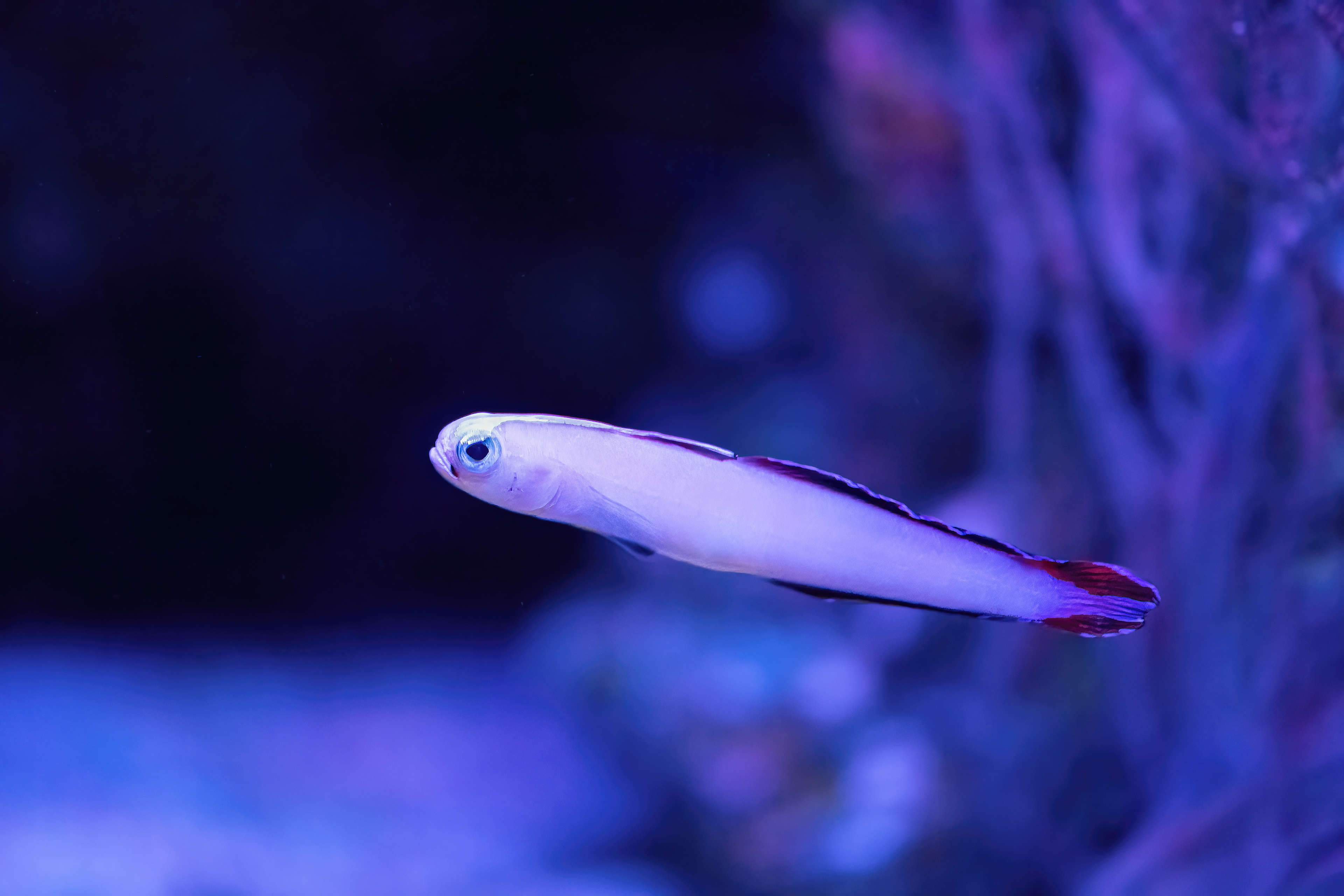 Hlaváčovec nádherný (Nemateleostris decora)