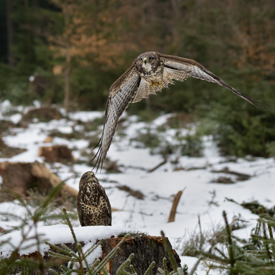 Káně lesní (Buteo buteo), Vysočina, 03/2023