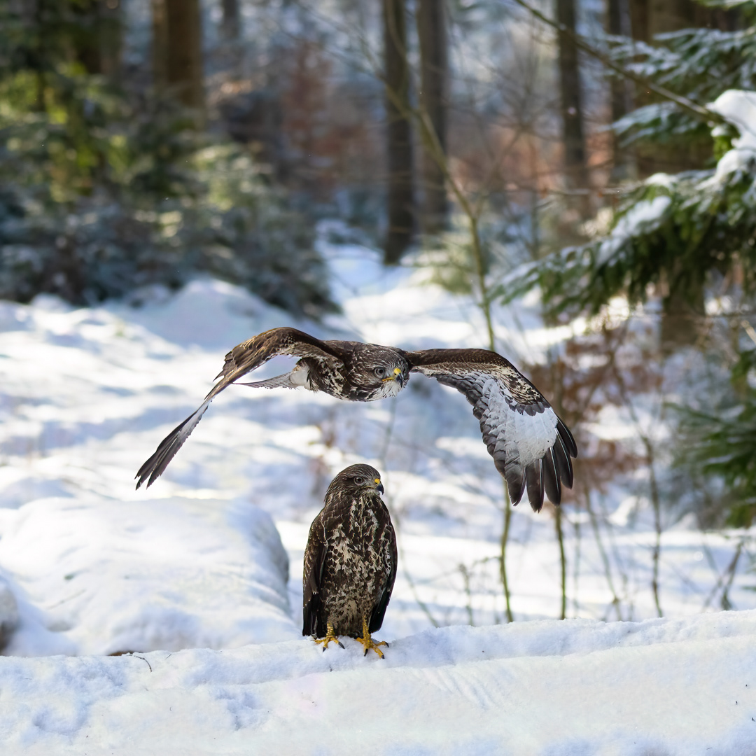 Káně lesní (Buteo buteo), Vysočina, 02/2023