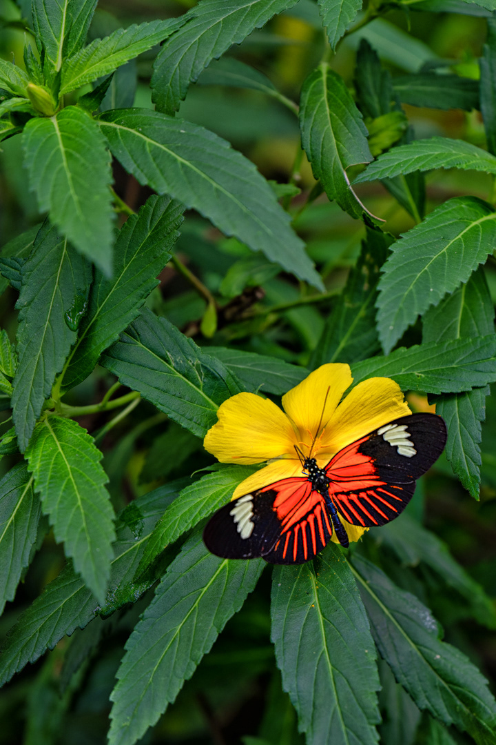 Heliconius melpomene, Fata Morgana, Praha, 05/2022
