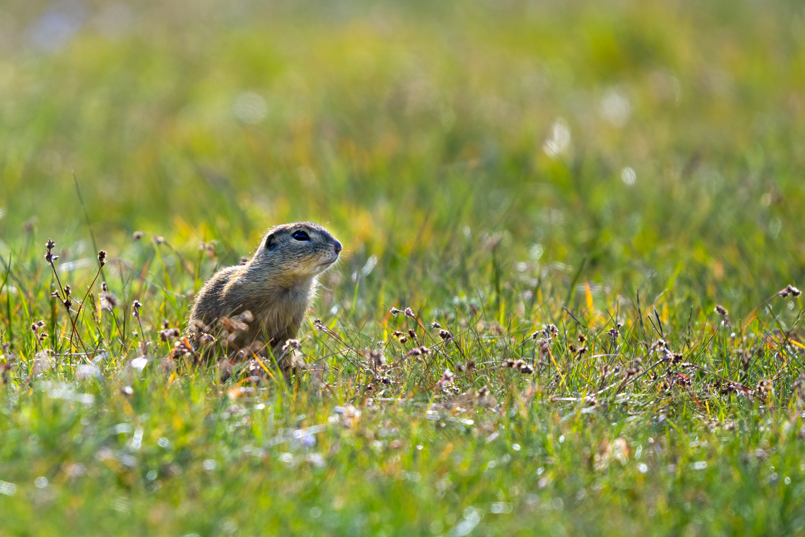 Sysel obecný (Spermophilus citellus), Radouč, 04/2024