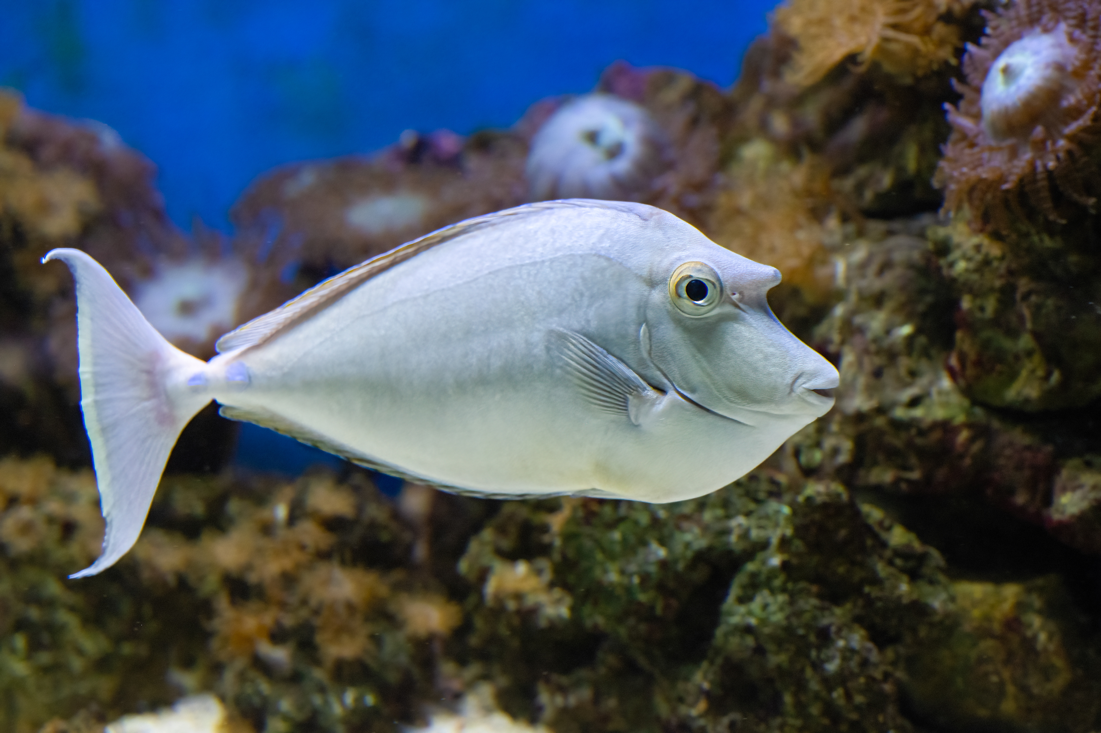 Bodlok jednorohý (Naso unicornis)