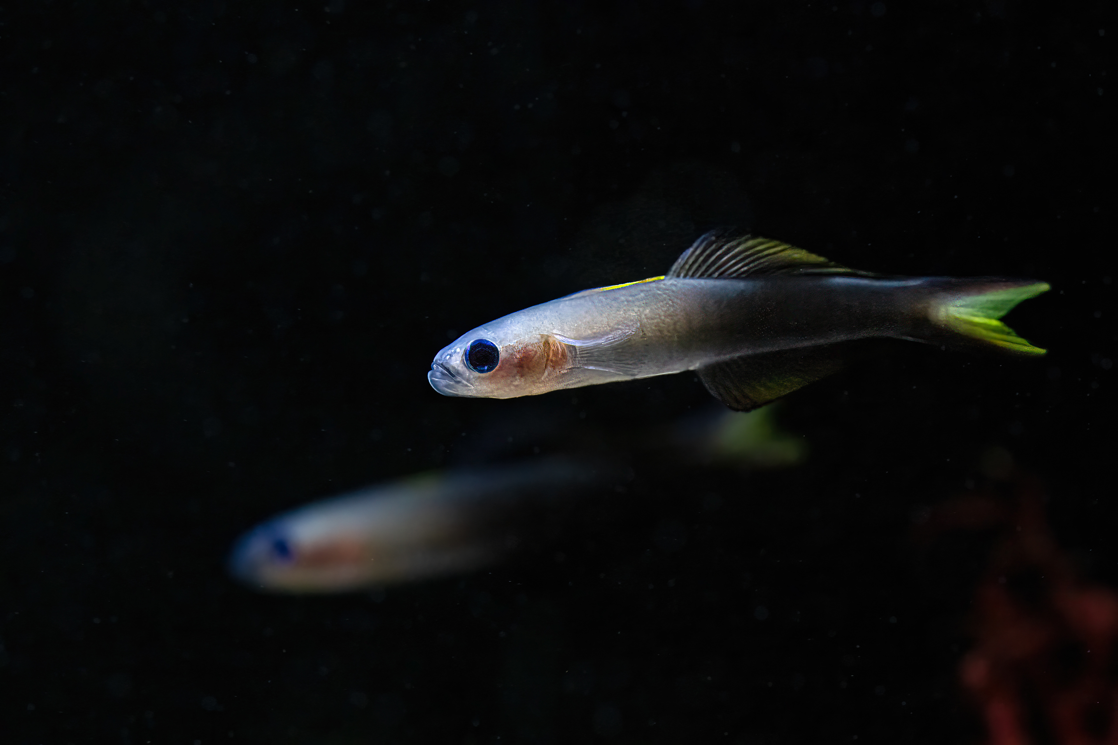 Hlaváčovec černoploutvý (Ptereleotris evides)